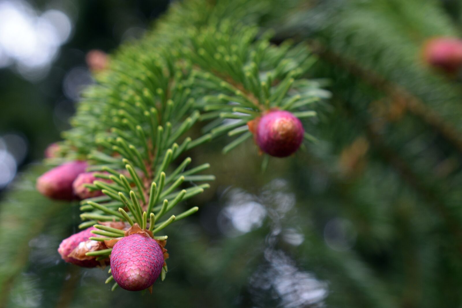 Nikon D3400 sample photo. Pine cone, spring, nature photography