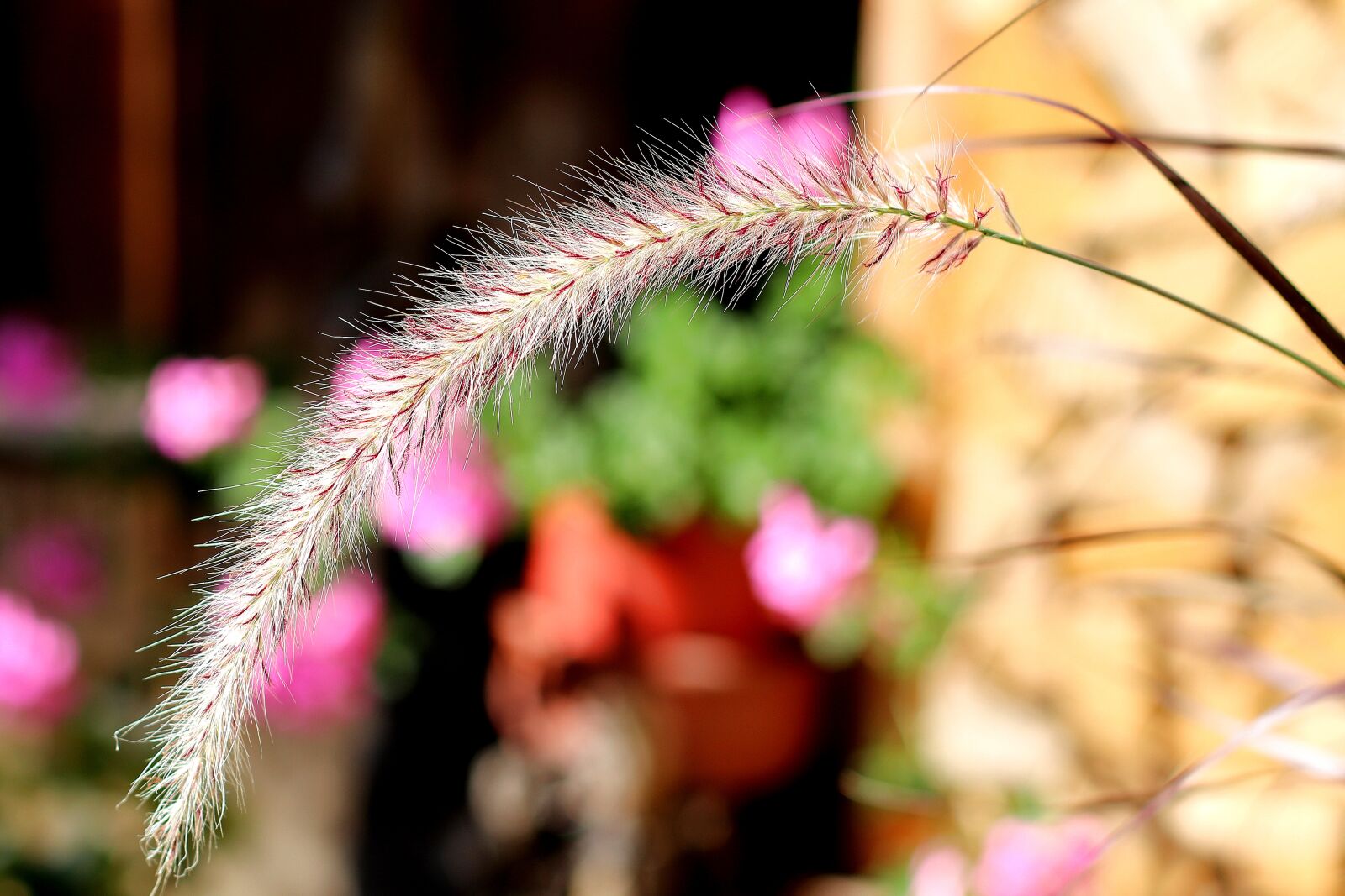 Canon EF 50mm F1.4 USM sample photo. Grass, nature, plant photography