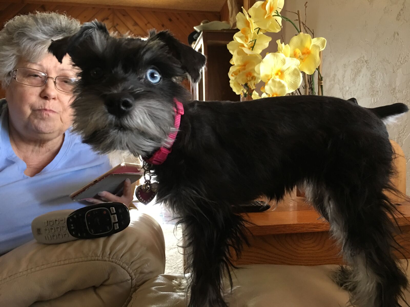 iPhone 6s Plus back camera 4.15mm f/2.2 sample photo. Mini schnauzer, dog, blue photography