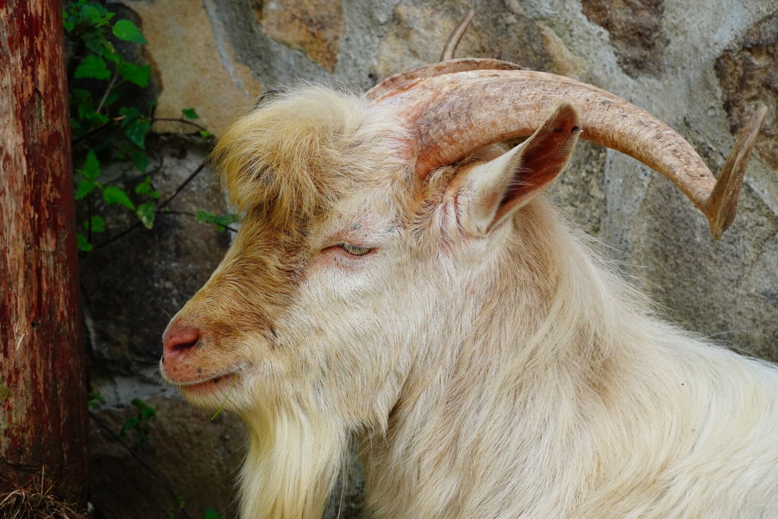 Sony a6400 sample photo. Goat, horns, fur photography