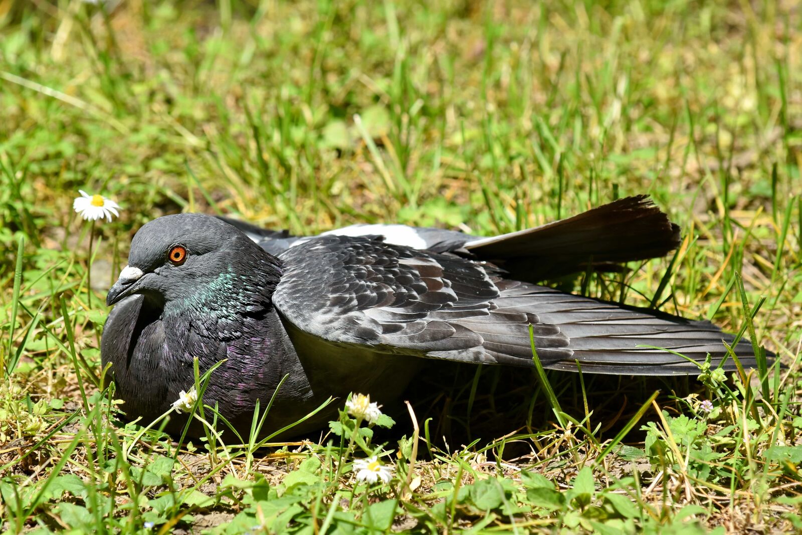 Nikon D5500 sample photo. Grassland, ground, laying, pigeon photography