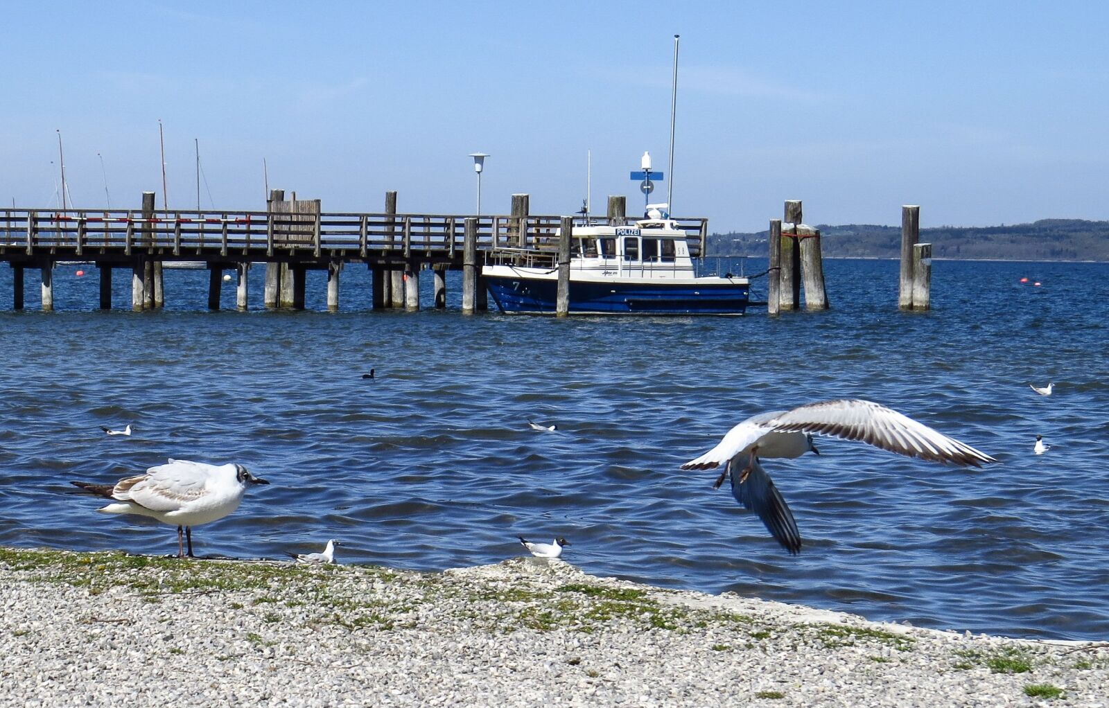 Canon PowerShot SX50 HS sample photo. Gulls, birds, lake photography