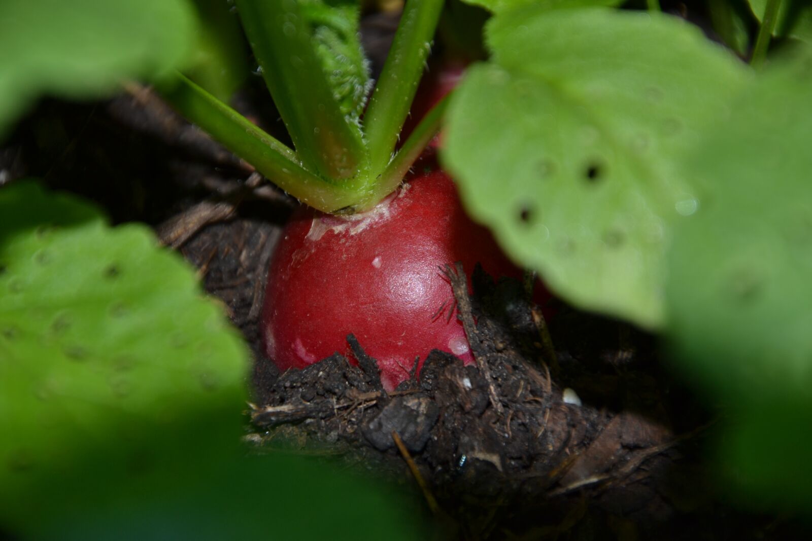 Nikon D3100 sample photo. Radishes, vegetables, healthy photography