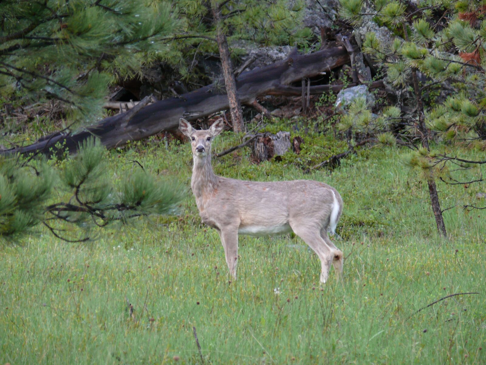 Panasonic DMC-FZ50 sample photo. Nature, deer, ree photography