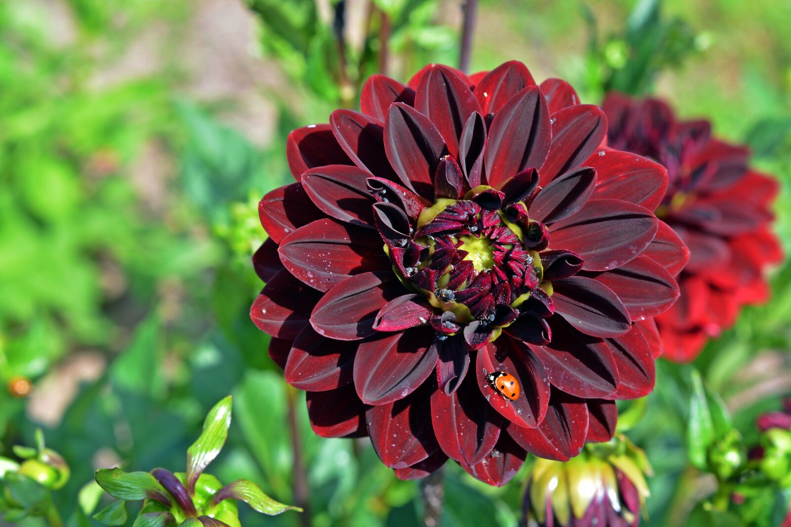Nikon D5200 sample photo. Dahlia, ladybug, blossom photography