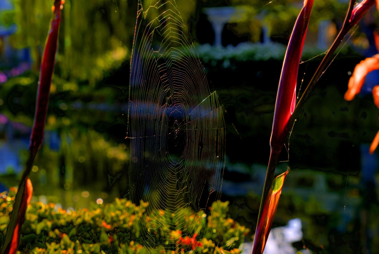 Nikon D750 sample photo. Spiderweb, nature, web photography