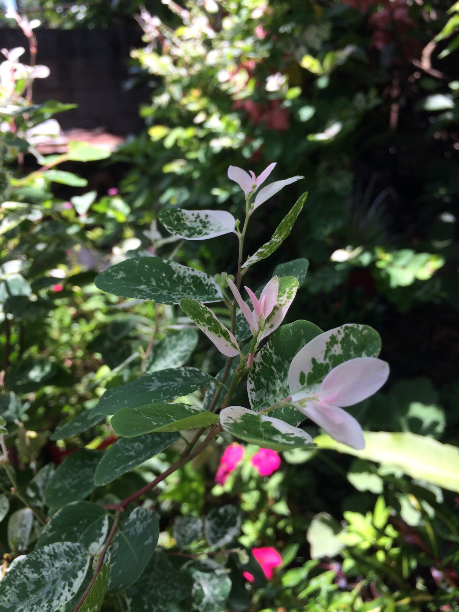 Apple iPhone 5s sample photo. Naturaleza, nature, plant photography
