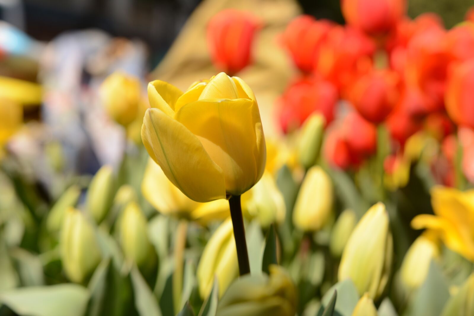 Nikon D7100 sample photo. Flower, the scenery, plant photography