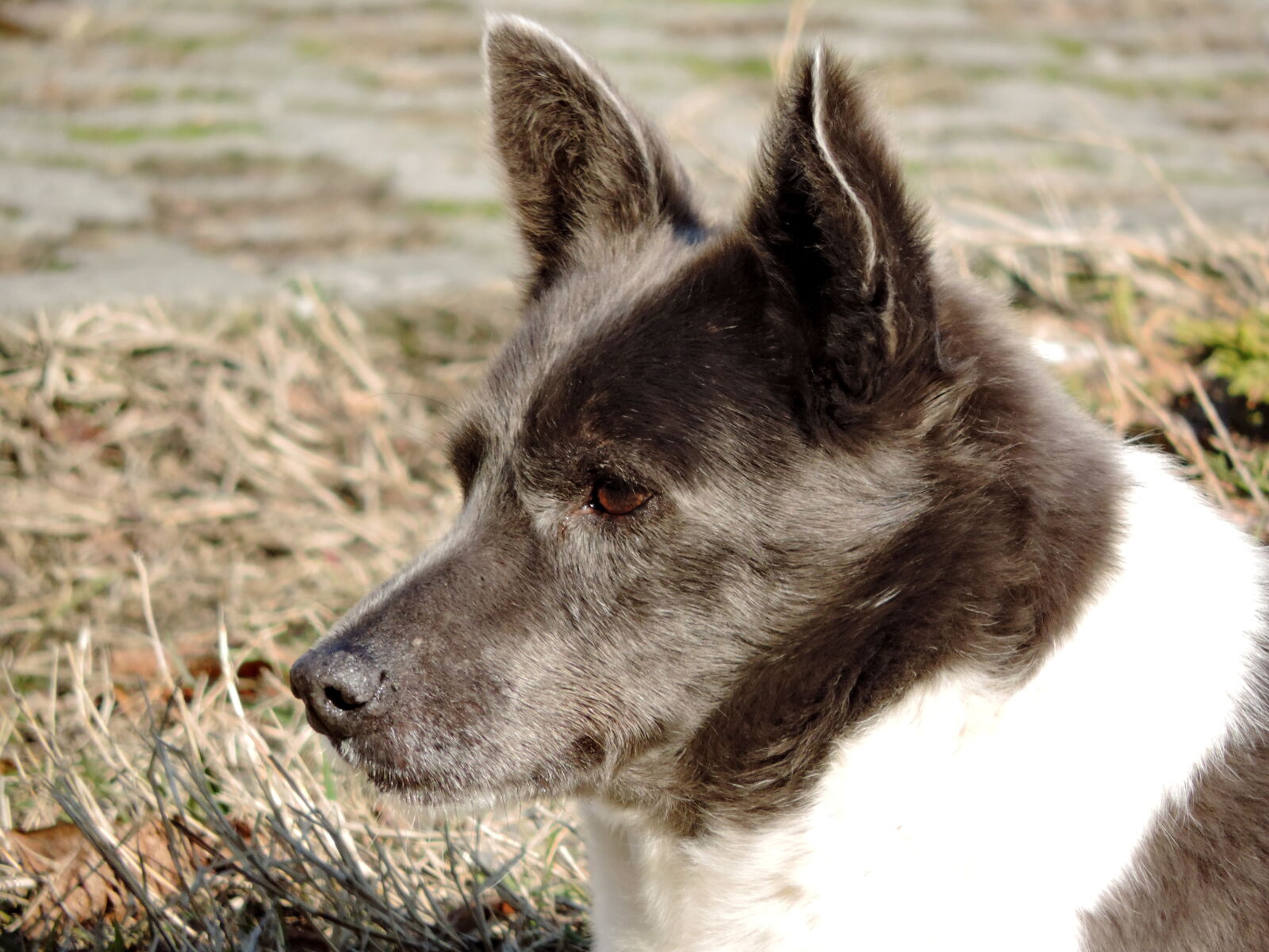 Nikon Coolpix P520 sample photo. Dog, cardigan, shepherd dog photography