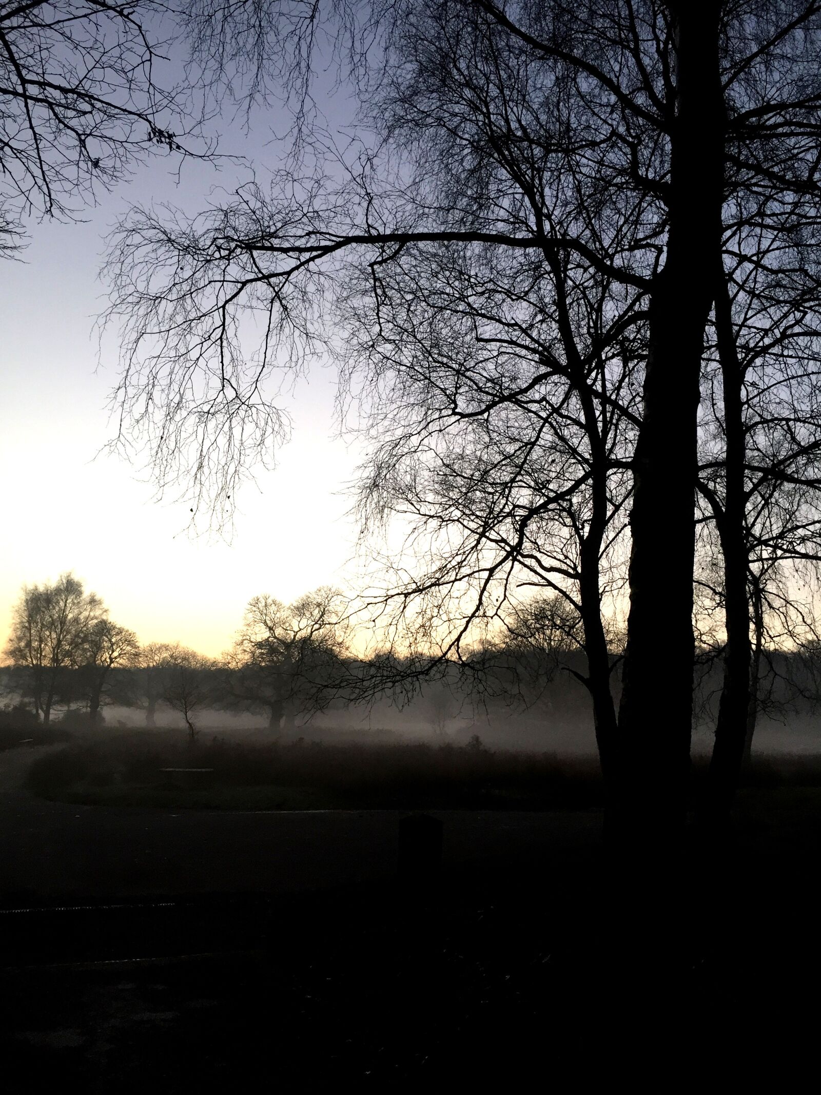 Apple iPhone 6 sample photo. Woods, misty, nature photography