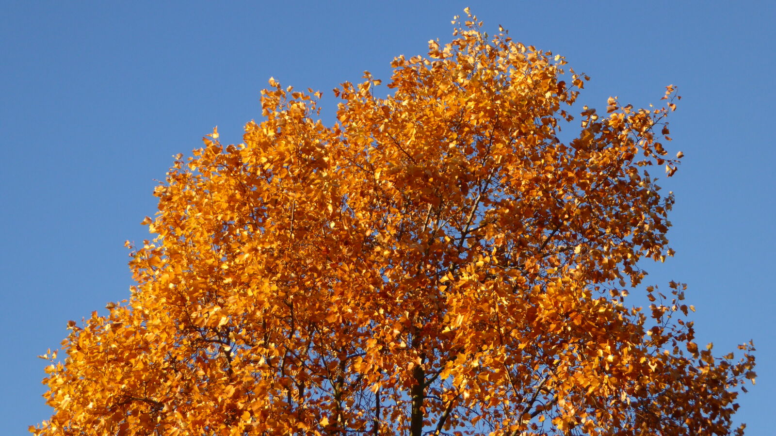 Panasonic Lumix DMC-ZS40 (Lumix DMC-TZ60) sample photo. Tree photography