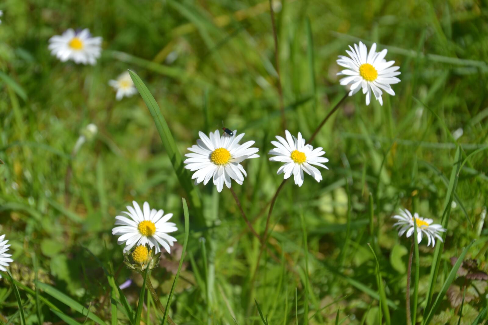Nikon D3100 sample photo. Daisy, flower, meadow photography