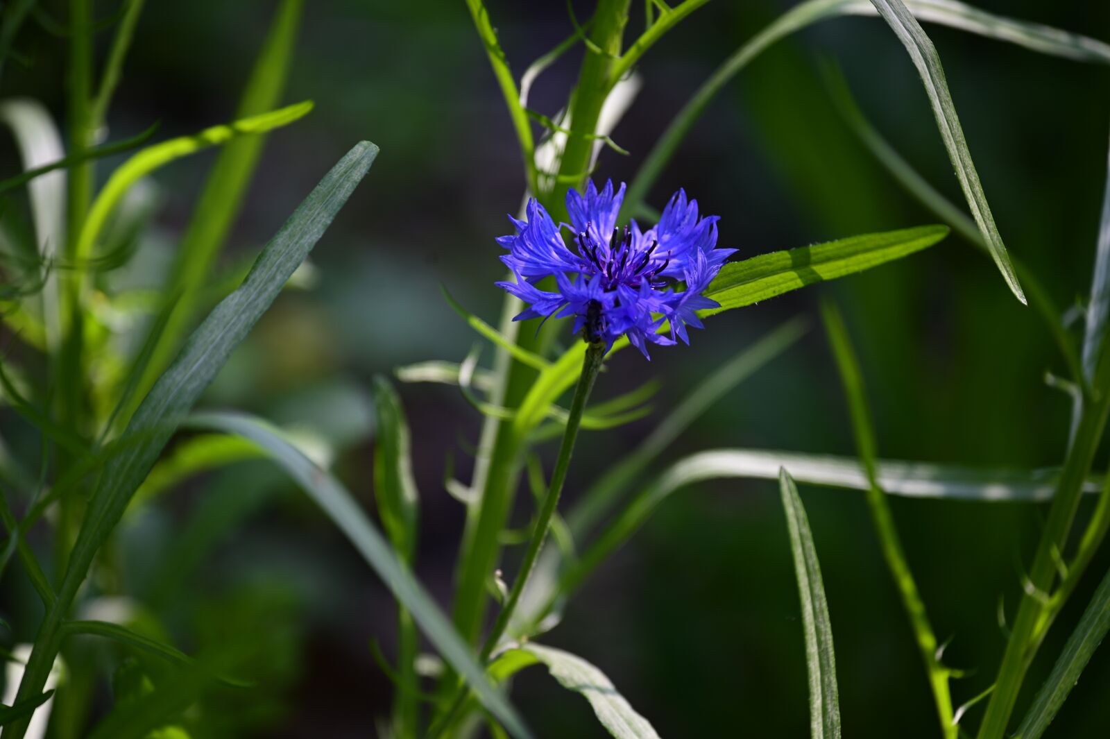 Nikon Z6 sample photo. Cornflower, flower, blossom photography