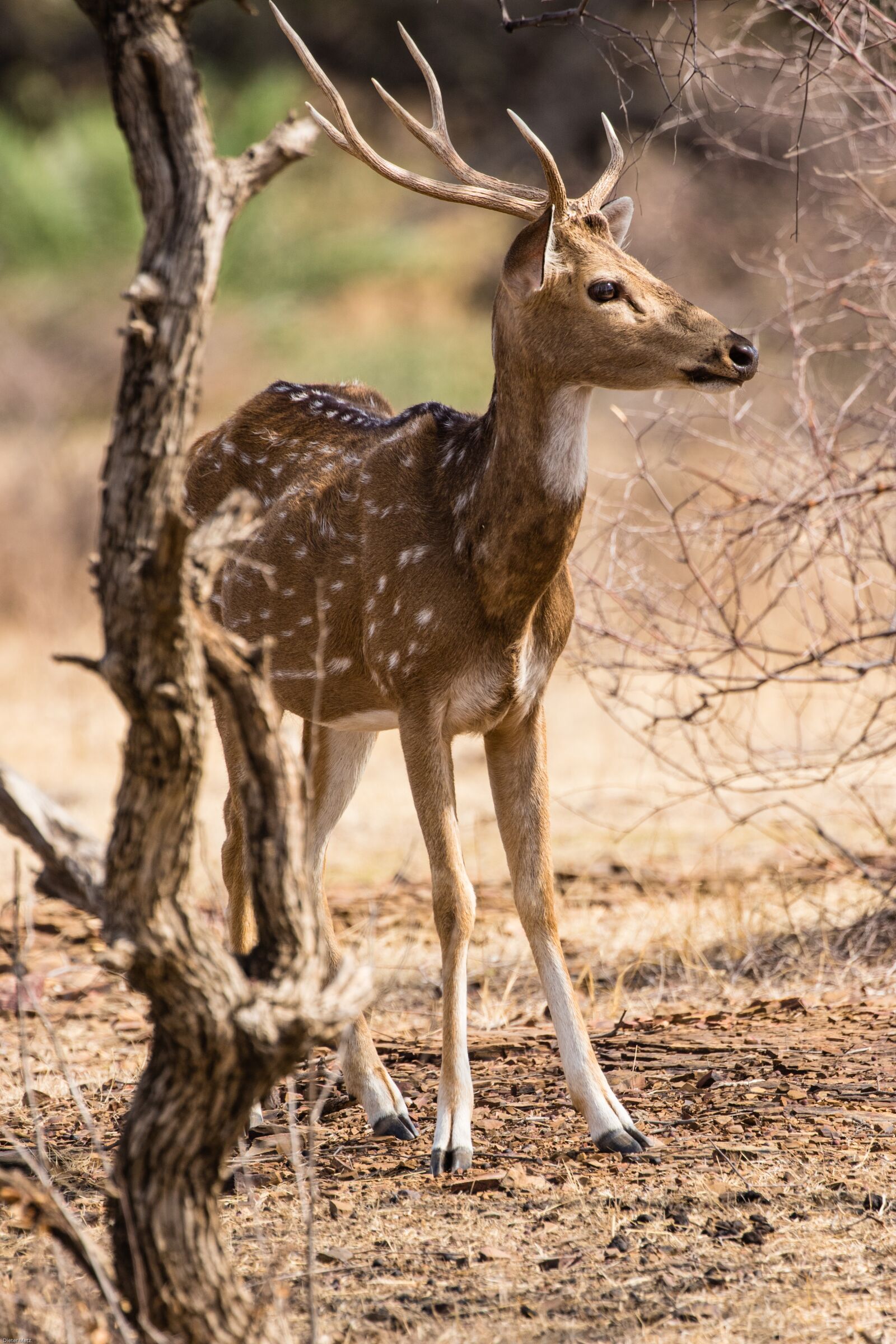 Canon EOS 7D Mark II sample photo. India, ranthambore, nature reserve photography