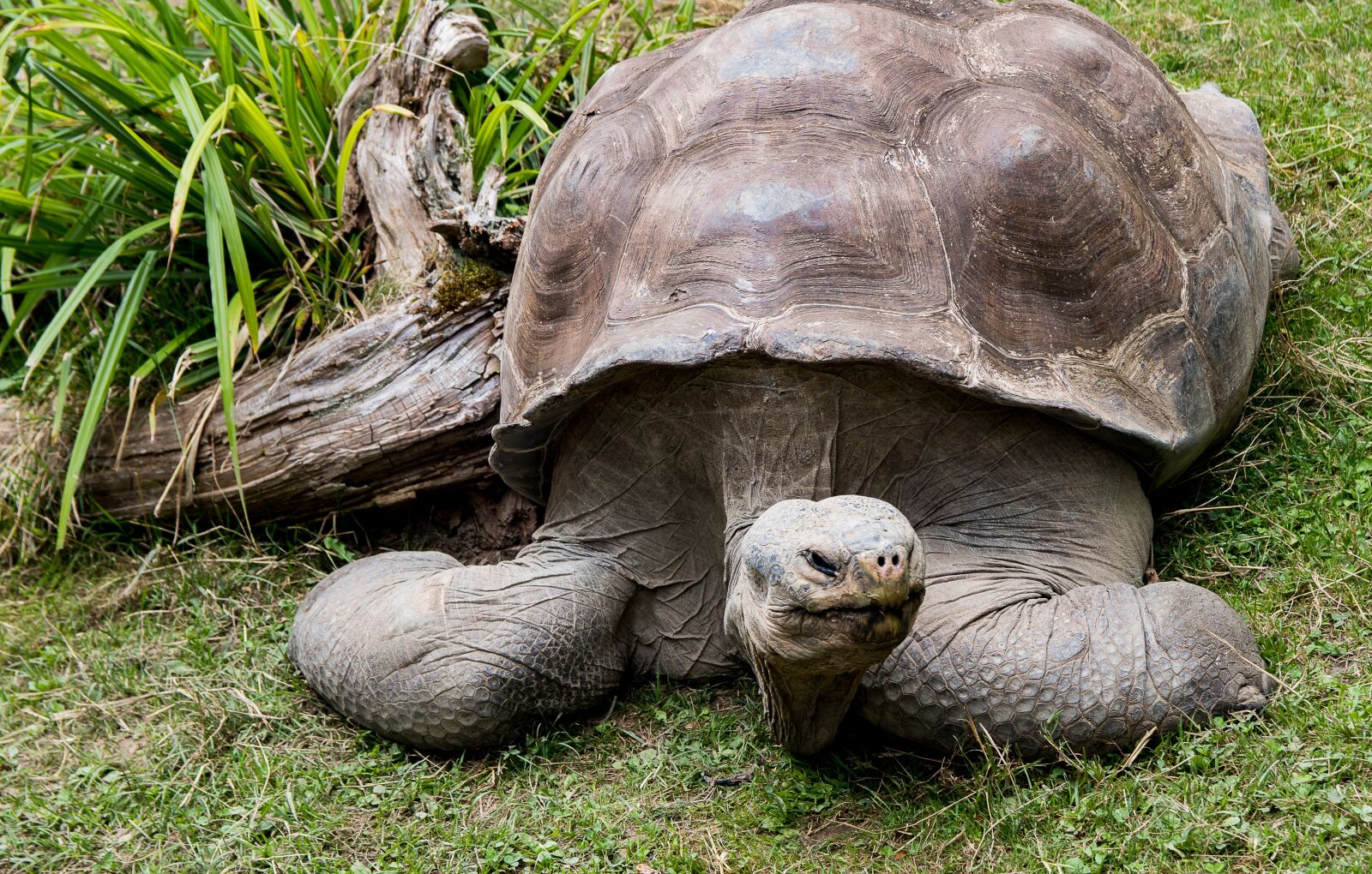 Canon EOS 80D sample photo. Turtle, animal, animal world photography