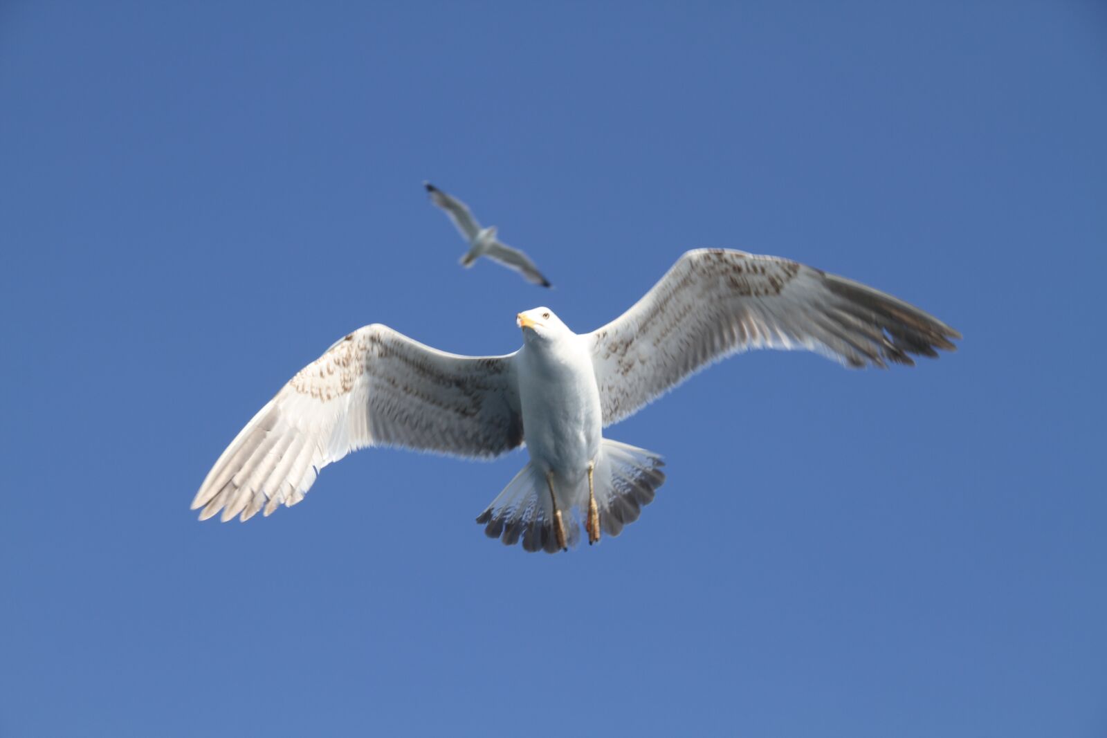 Canon EOS 7D sample photo. Seagull, bird, flying photography