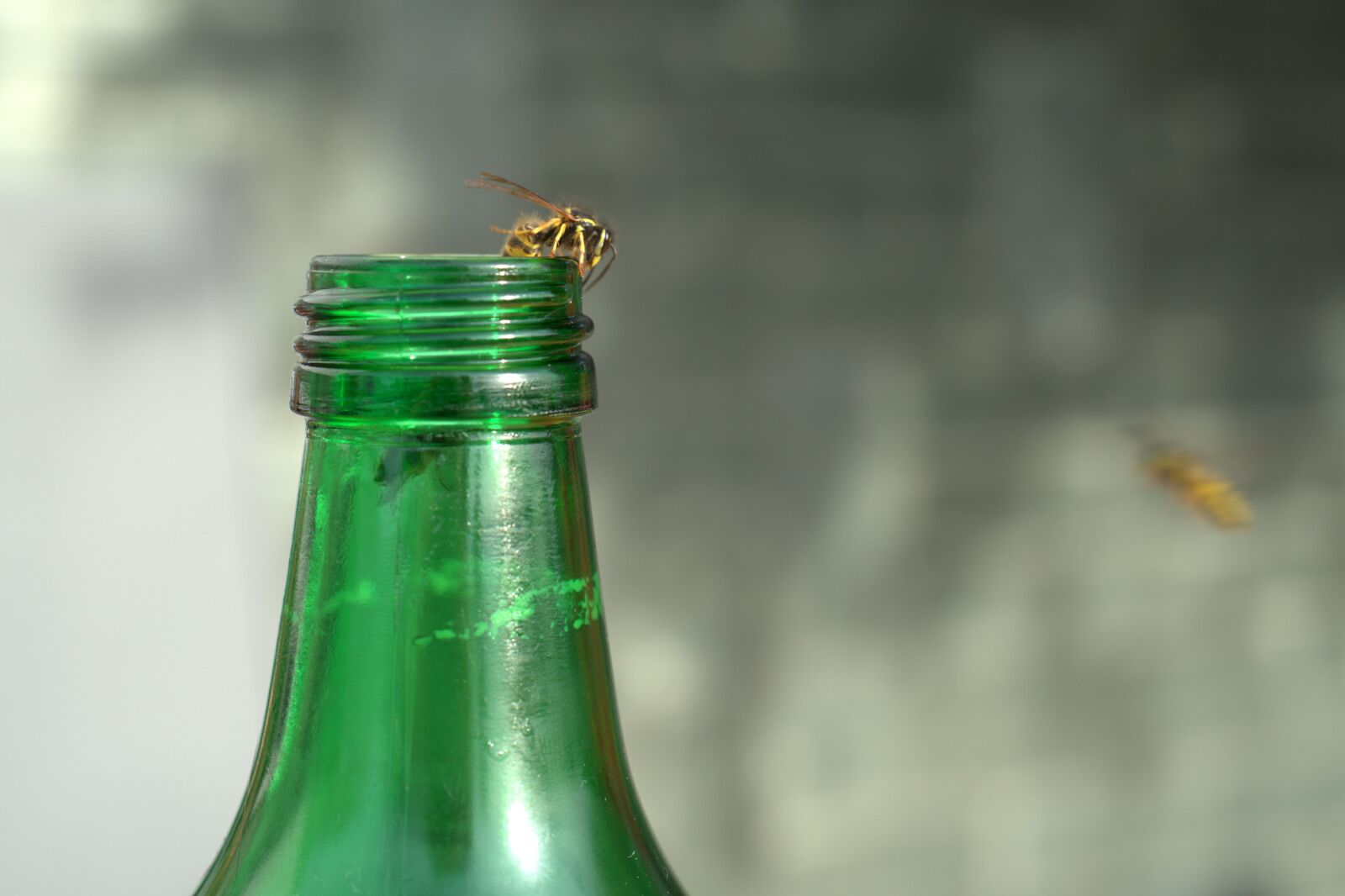 Sony a7 II sample photo. Wasp, bottle, summer photography
