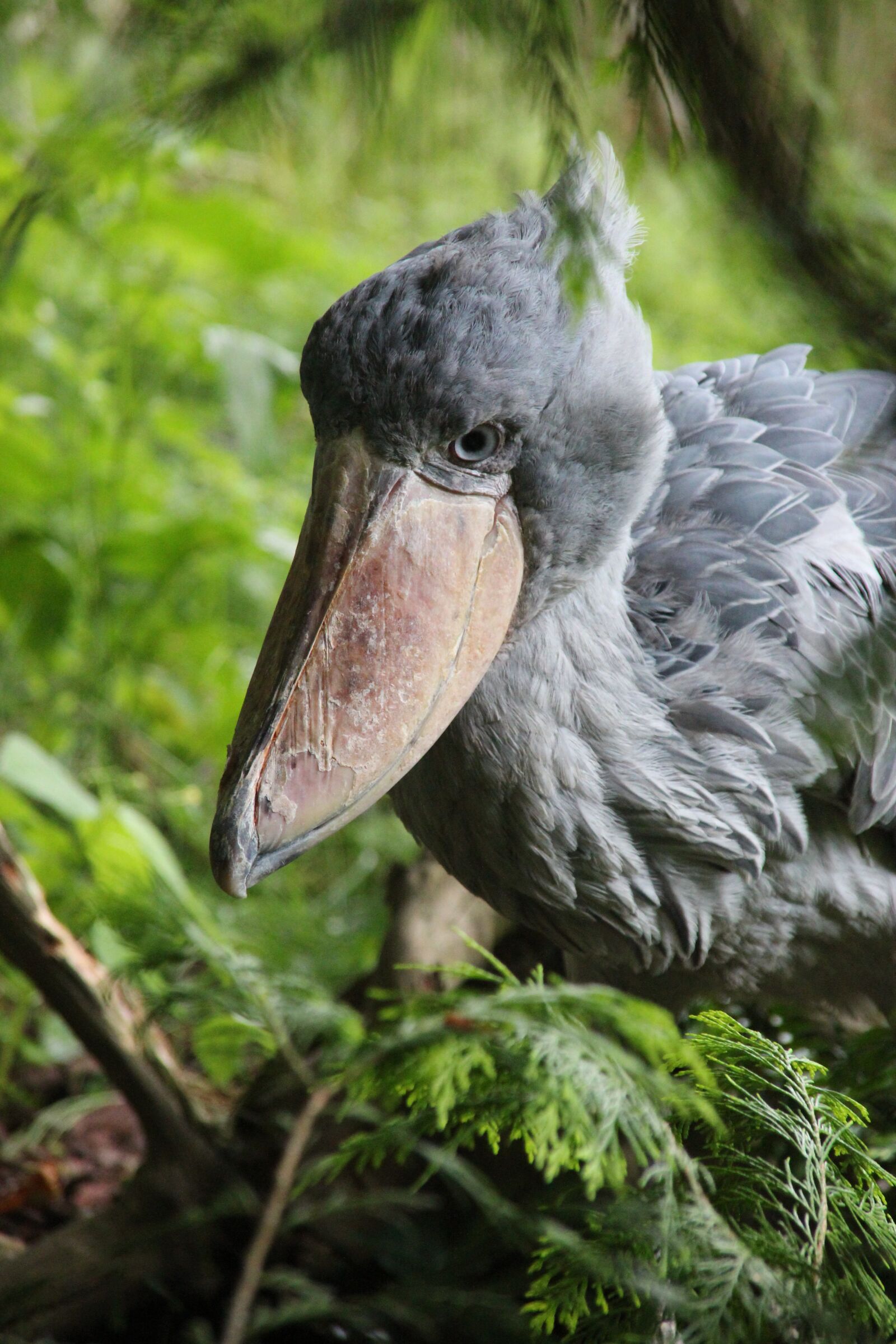 Canon EOS 600D (Rebel EOS T3i / EOS Kiss X5) sample photo. Shoebill, bird, big bird photography