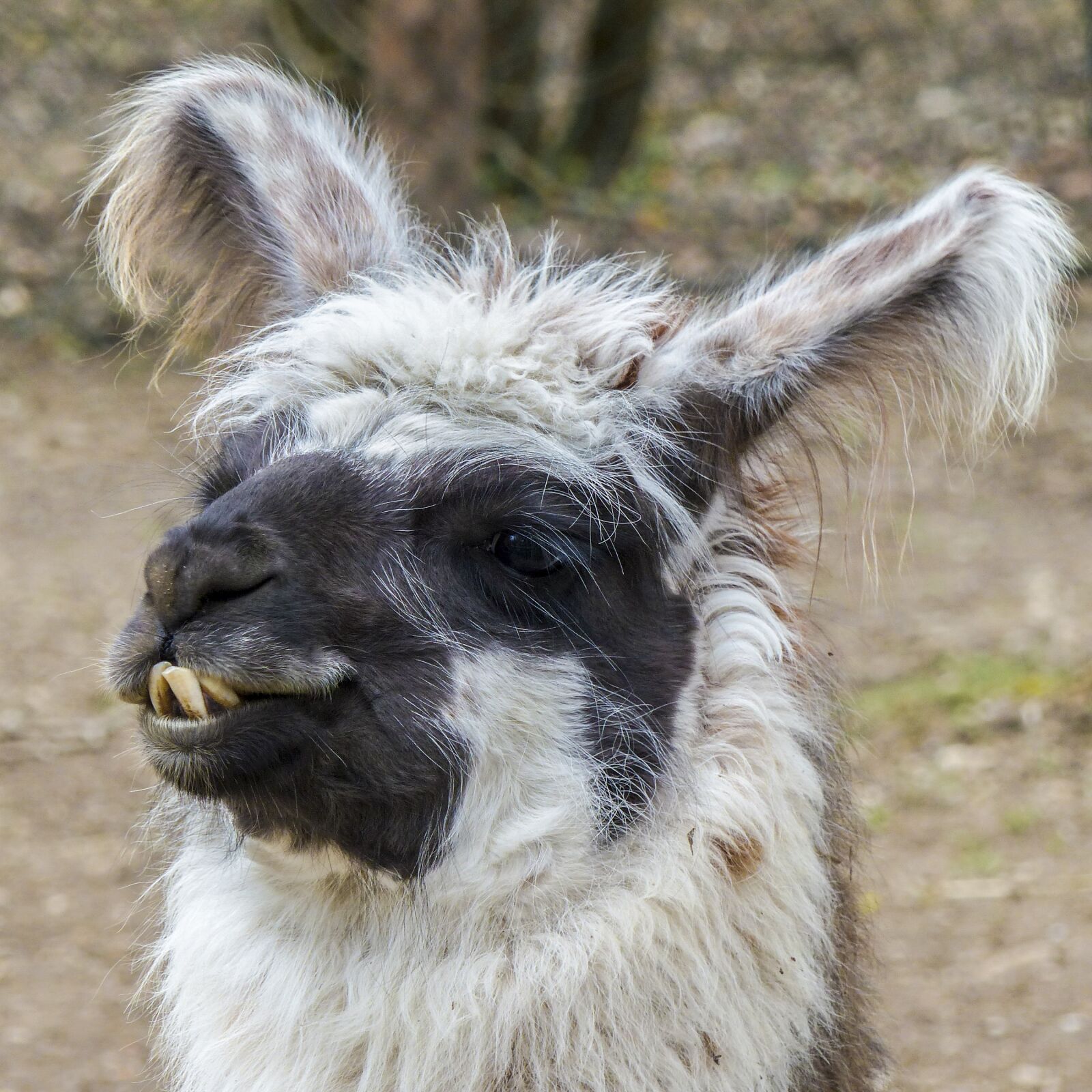 Panasonic Lumix DMC-FZ200 sample photo. Lama, animal, head photography