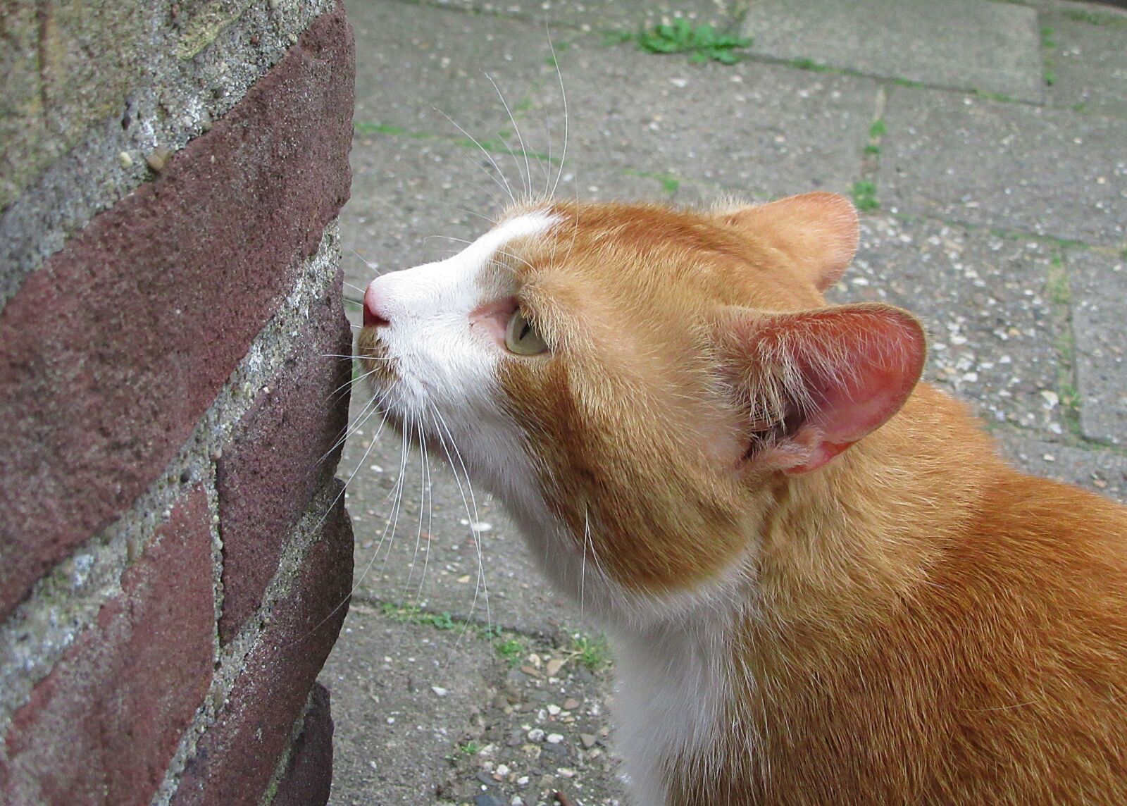 Canon PowerShot SX610 HS sample photo. Cats, alley cat, smell photography