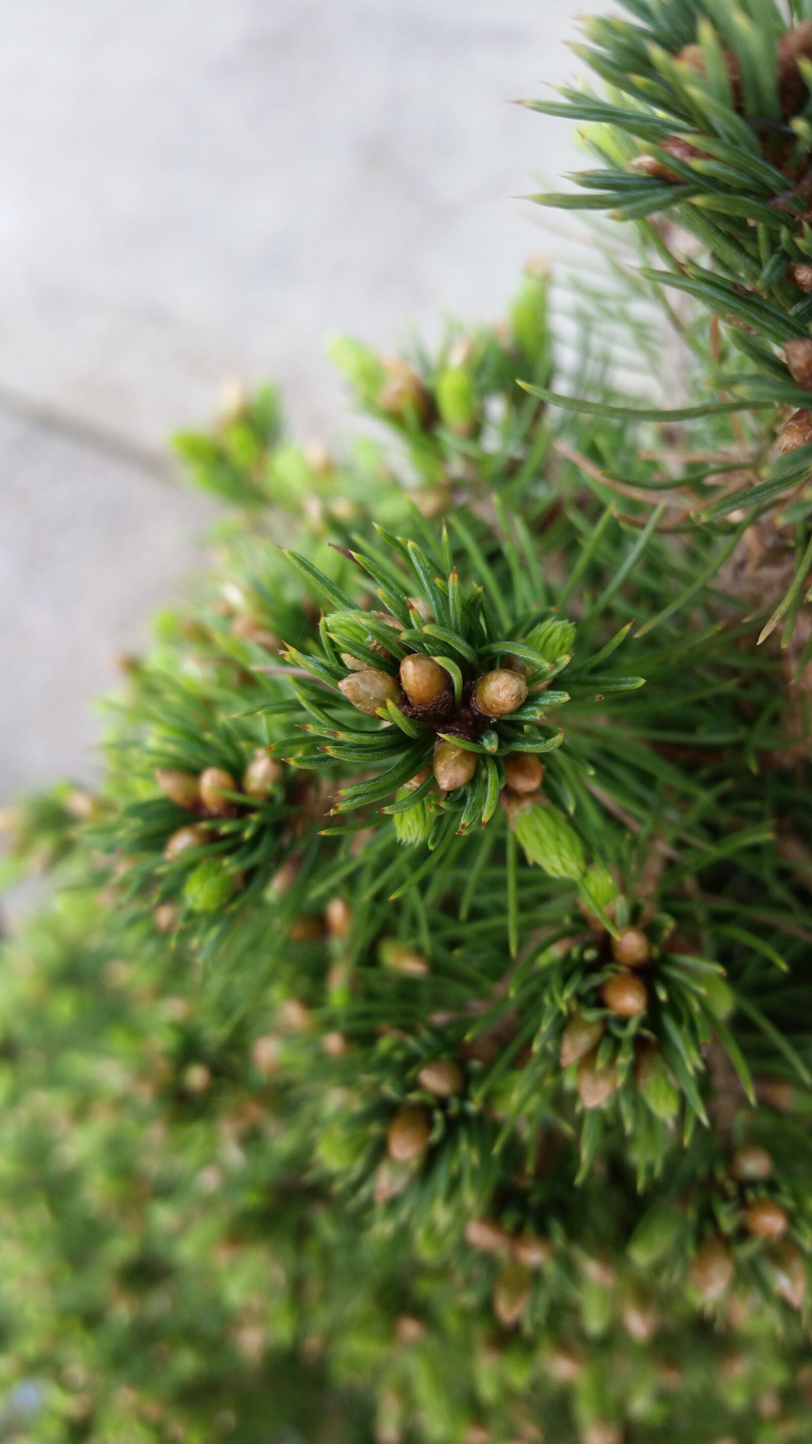 Samsung Galaxy S5 sample photo. Tree, needle, pine photography