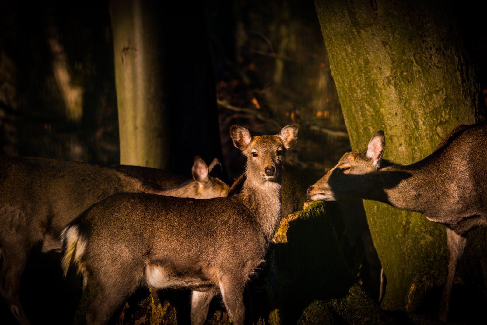 150-600mm F5-6.3 DG OS HSM | Contemporary 015 sample photo. Roe deer, hirsch, red photography