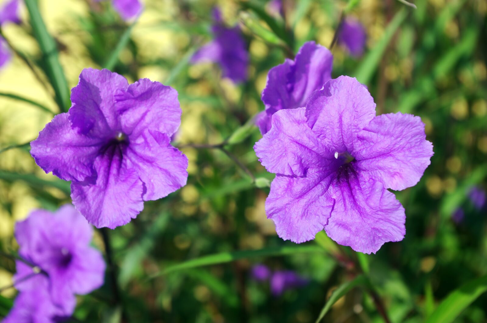 Pentax K-5 sample photo. Petunia, ruellia simplex, mexican photography