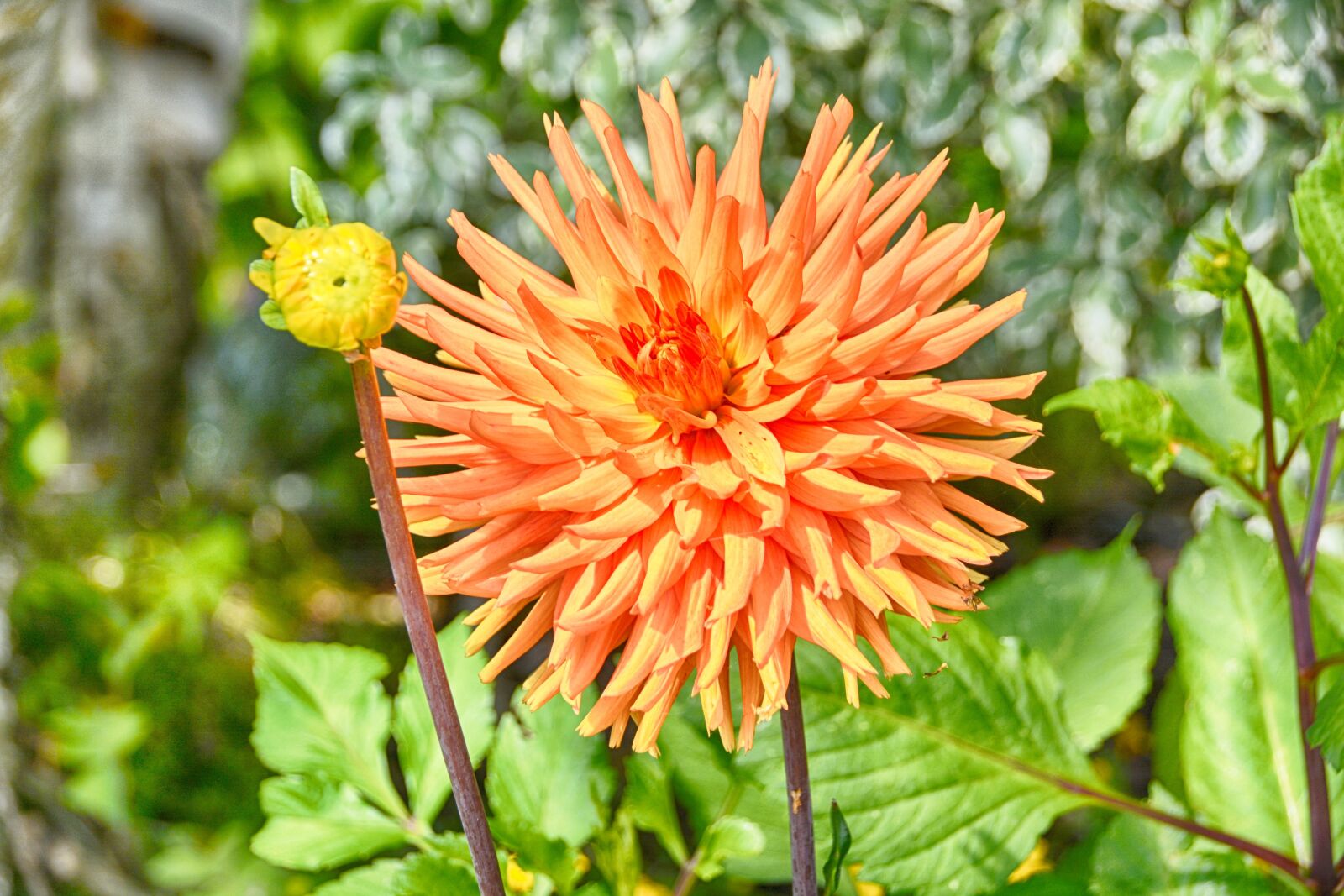 Nikon D5200 sample photo. Flower, chrysanthemum, petals photography