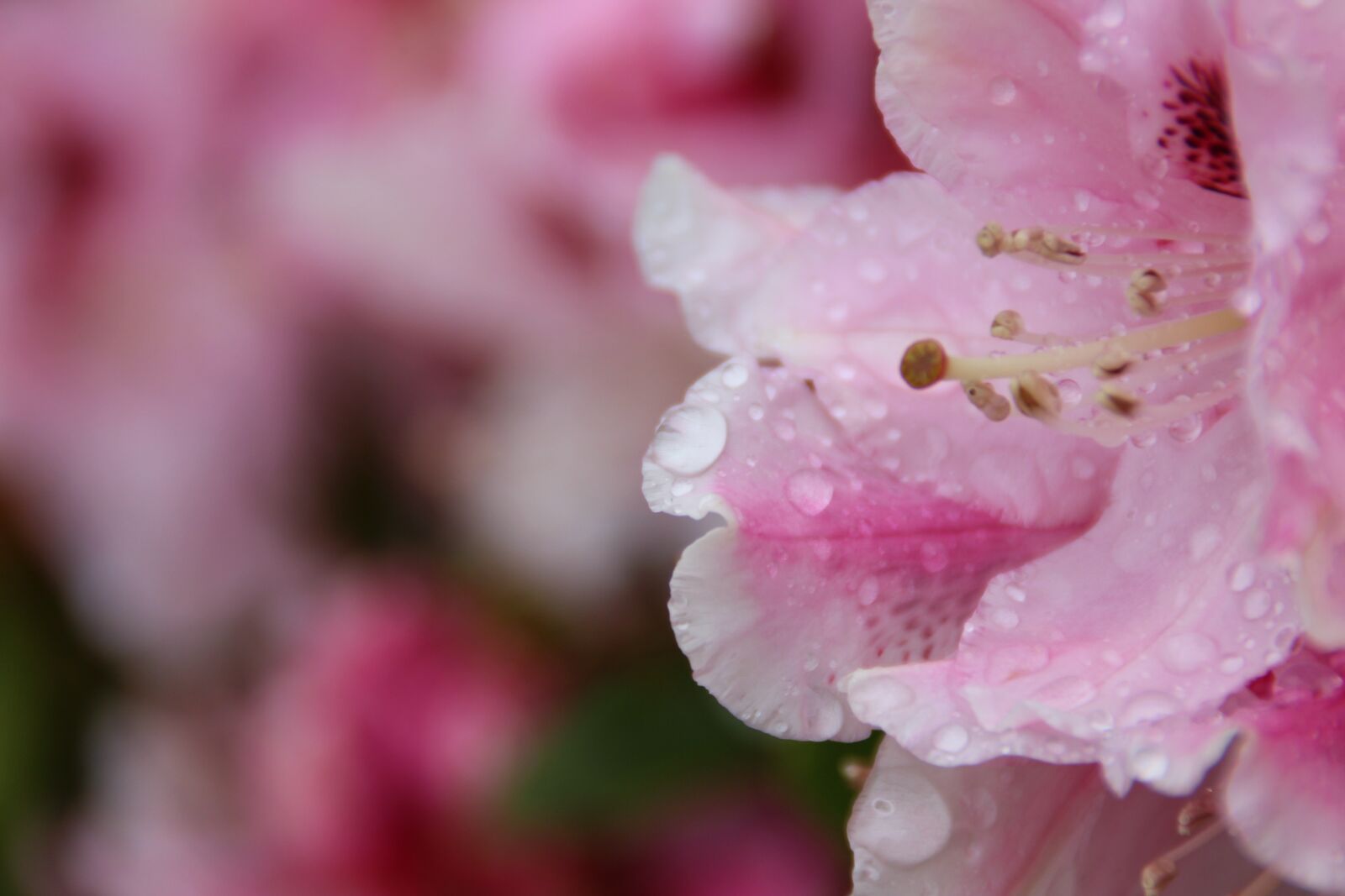 Canon EOS 600D (Rebel EOS T3i / EOS Kiss X5) sample photo. Flower, rosa, dew photography