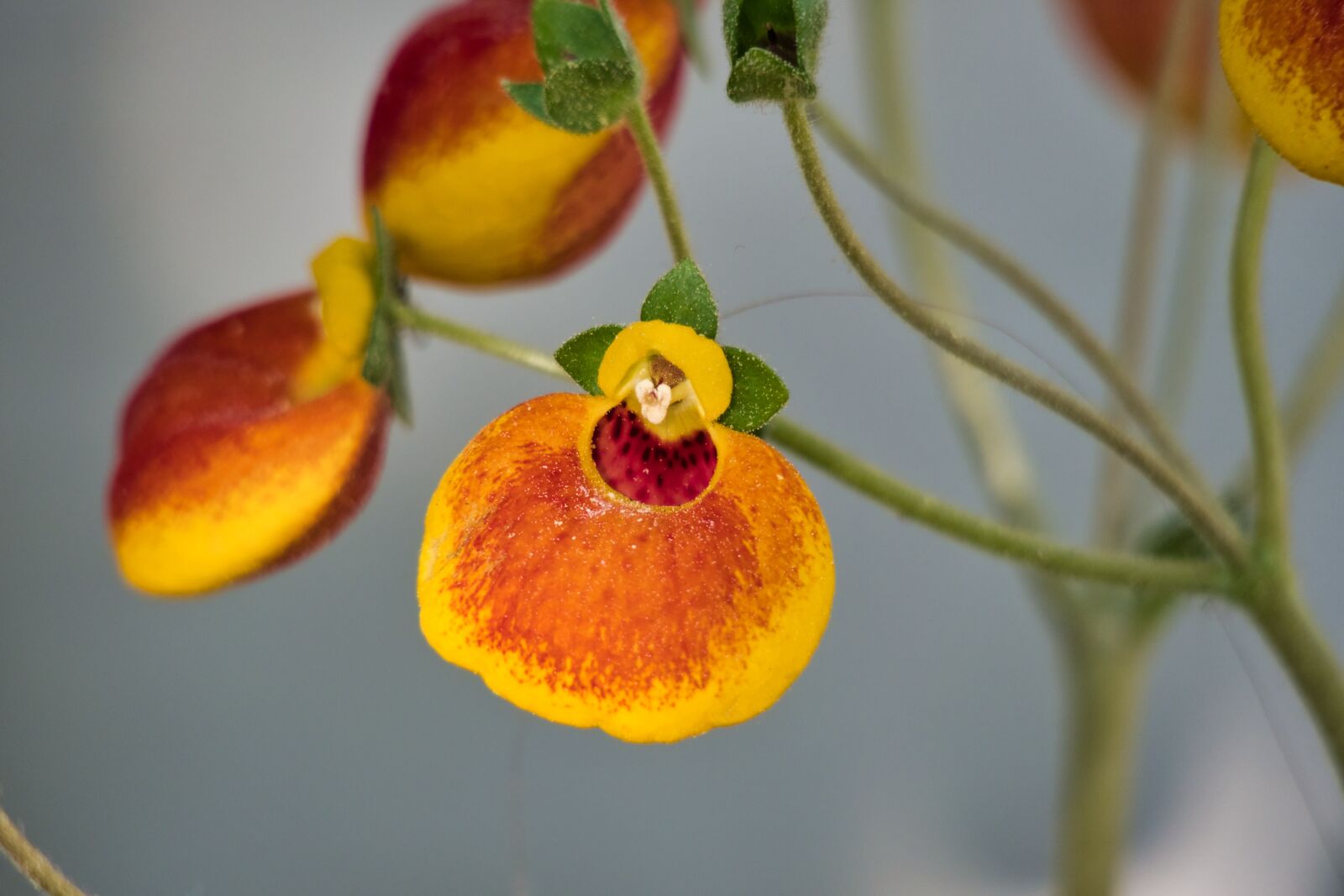 Canon PowerShot G3 X sample photo. Ornamental plant, houseplant, blossom photography