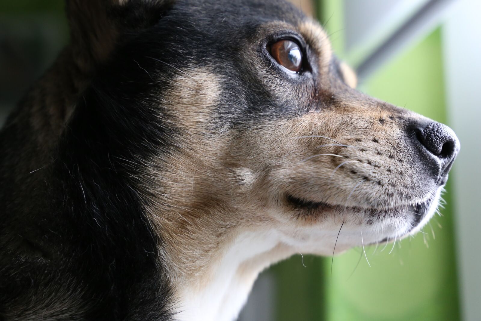 Canon EF 24-105mm F3.5-5.6 IS STM sample photo. Dog, concentrated, animal photography