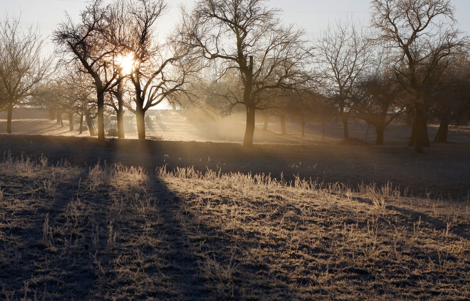 Canon EOS 50D sample photo. Winter, autumn, hoarfrost photography