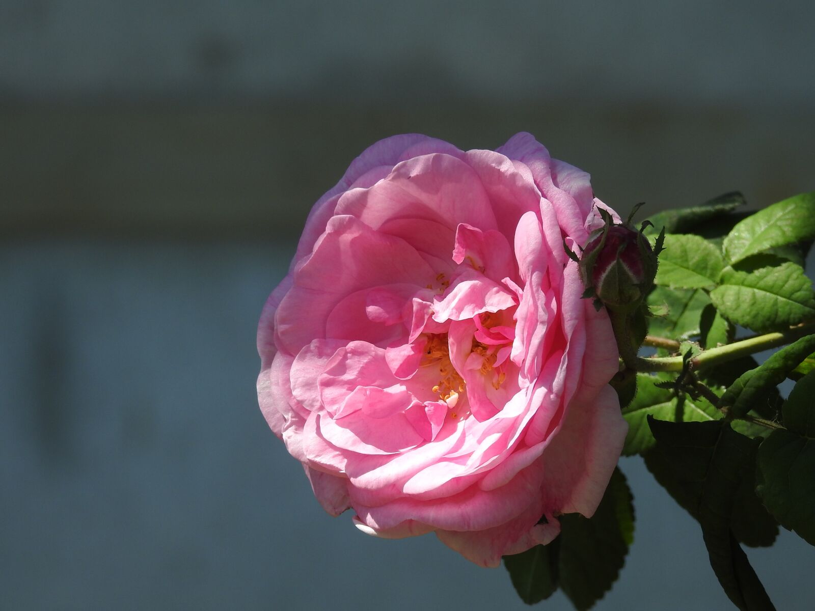Nikon Coolpix P900 sample photo. Tea rose, rose, red photography
