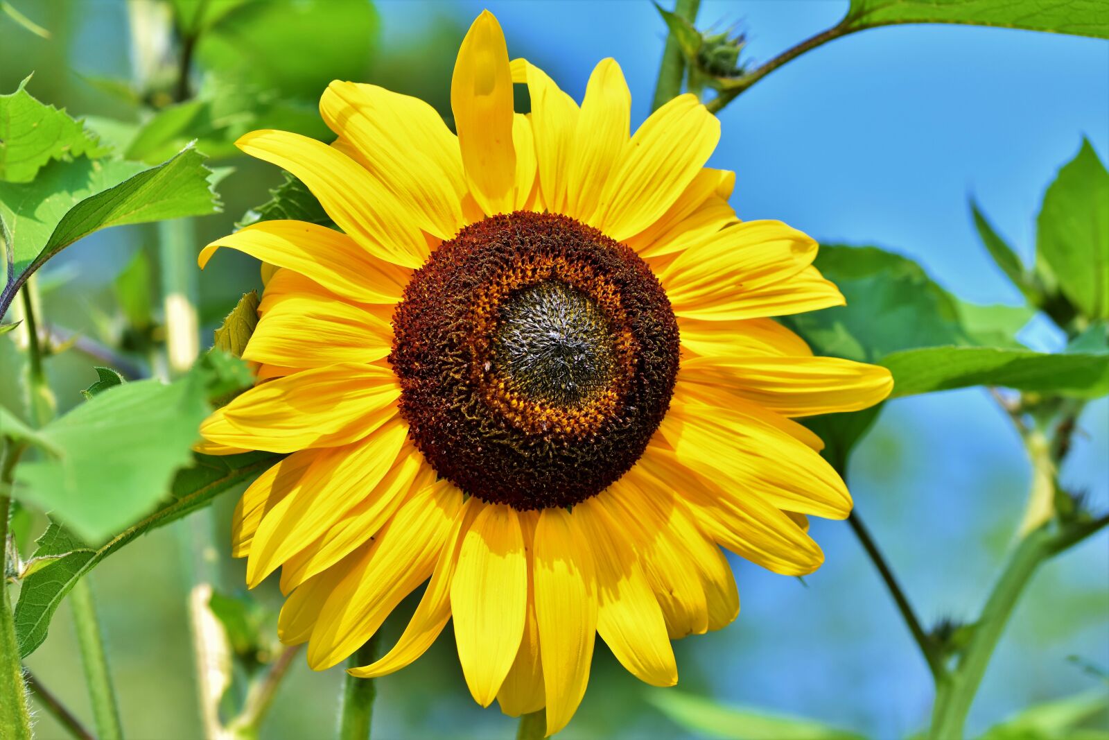 Nikon D7200 sample photo. Sunflower, flower, blossom photography