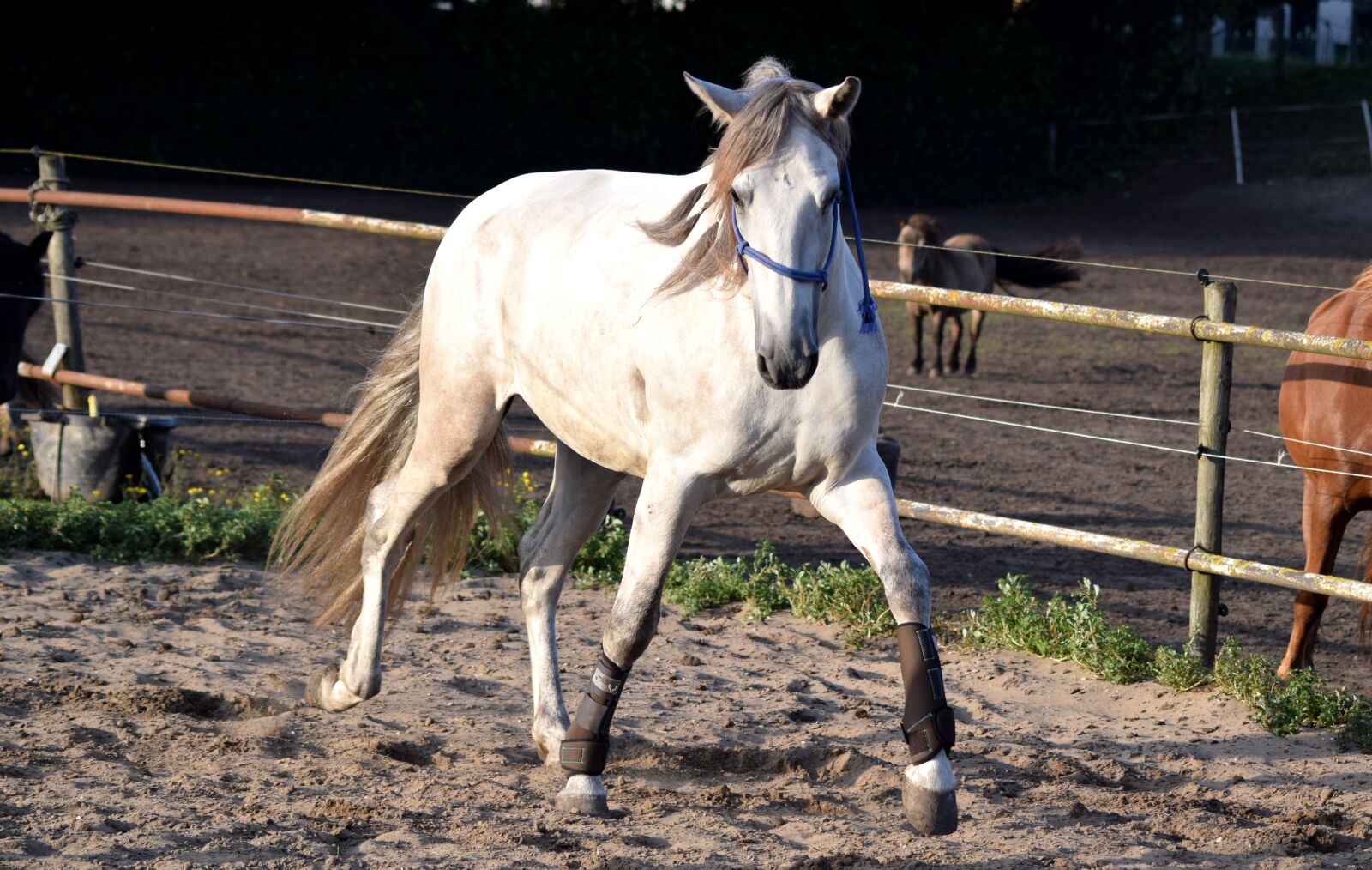 Nikon D5300 sample photo. Horse, pre, equine photography