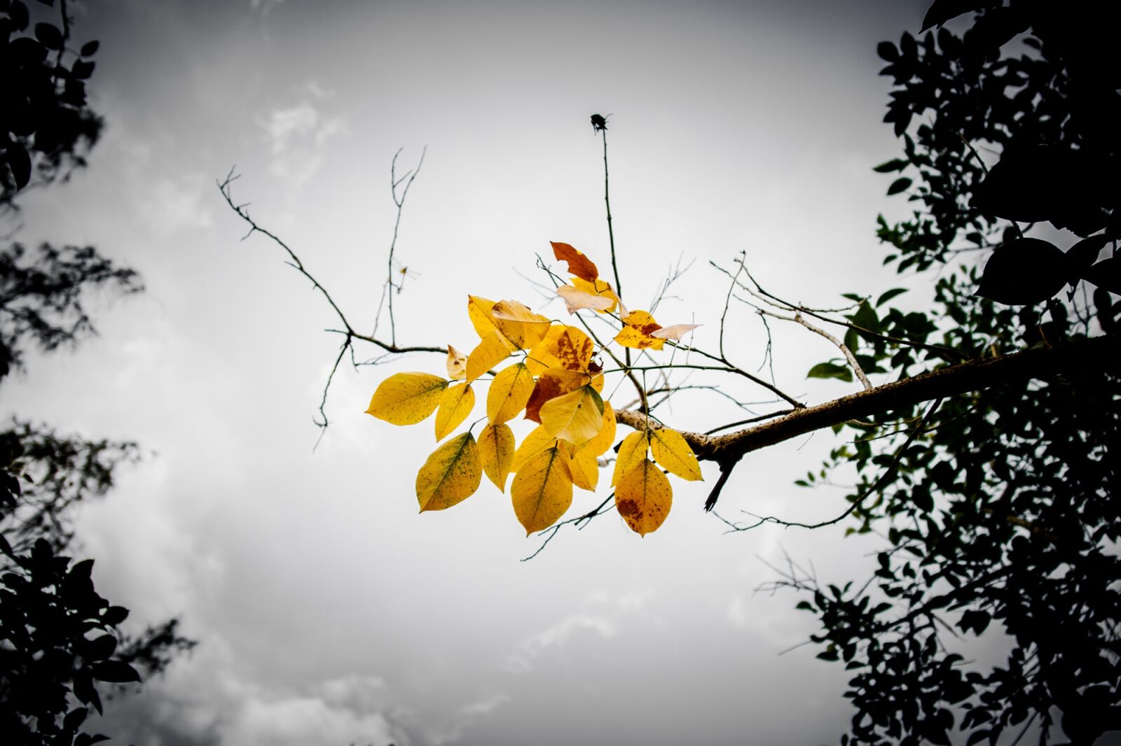 Canon EOS 750D (EOS Rebel T6i / EOS Kiss X8i) sample photo. Leaves, branch, sky photography