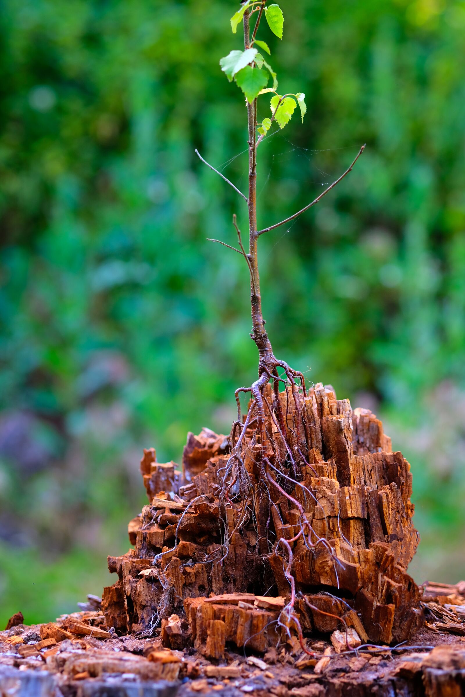 Fujifilm X-T20 sample photo. Engine, tree, shoots photography