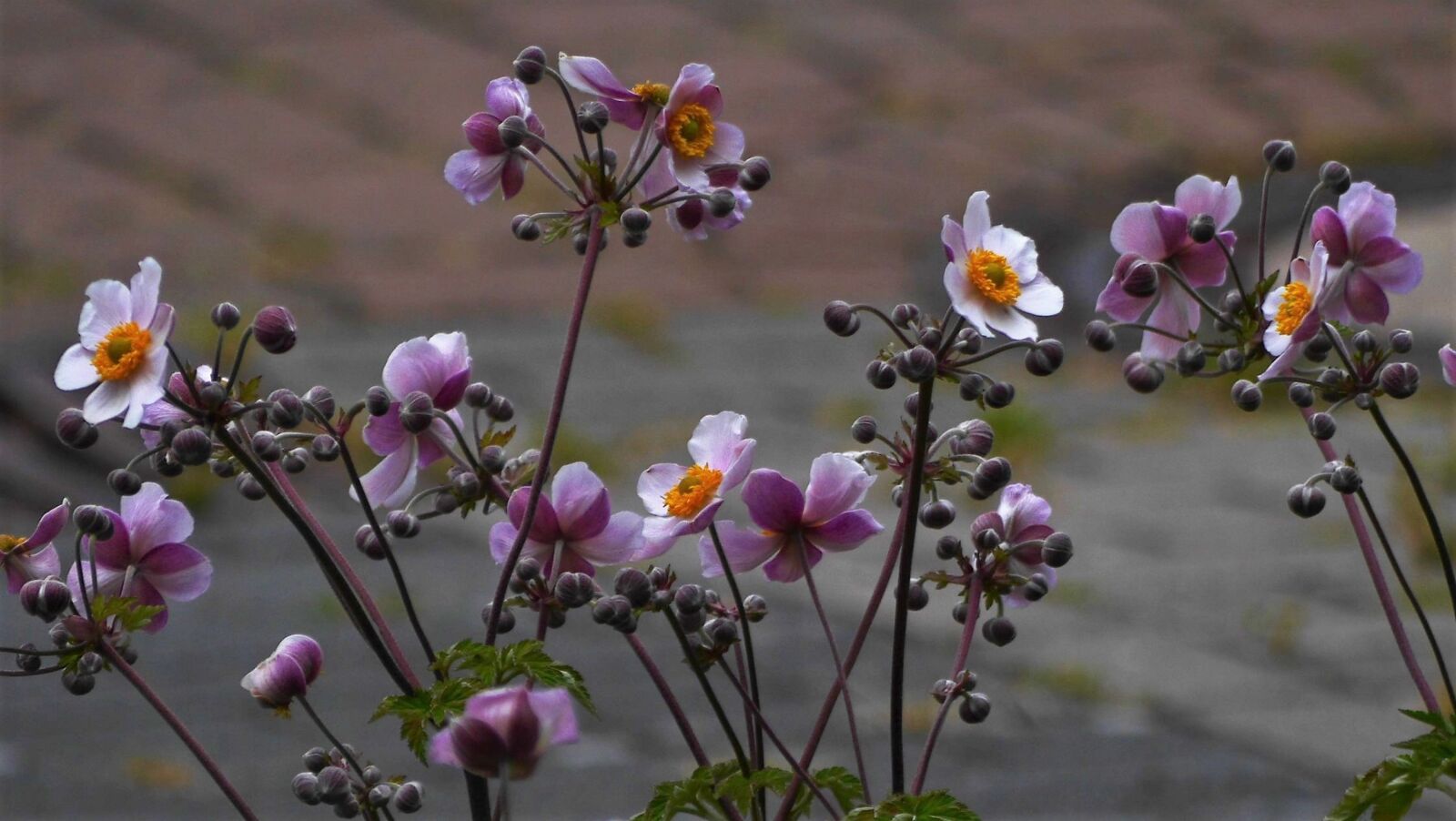 Panasonic Lumix DMC-GH3 sample photo. Flowers, autumn anemones, blossom photography