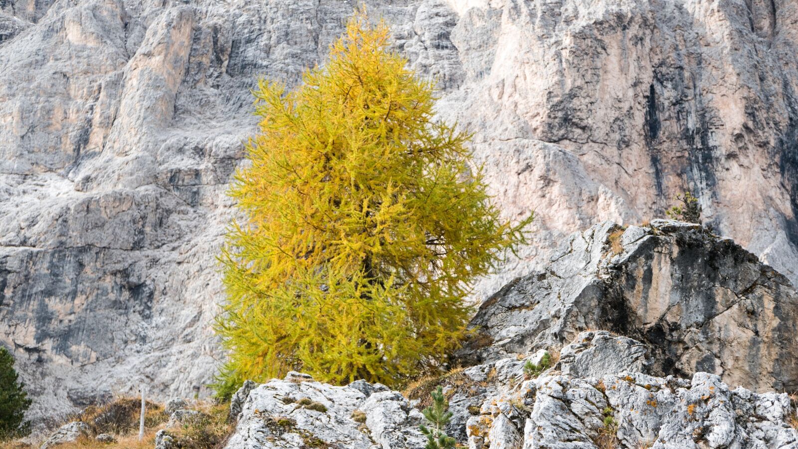 Panasonic Lumix DMC-LX100 sample photo. Rock, larch, autumn photography