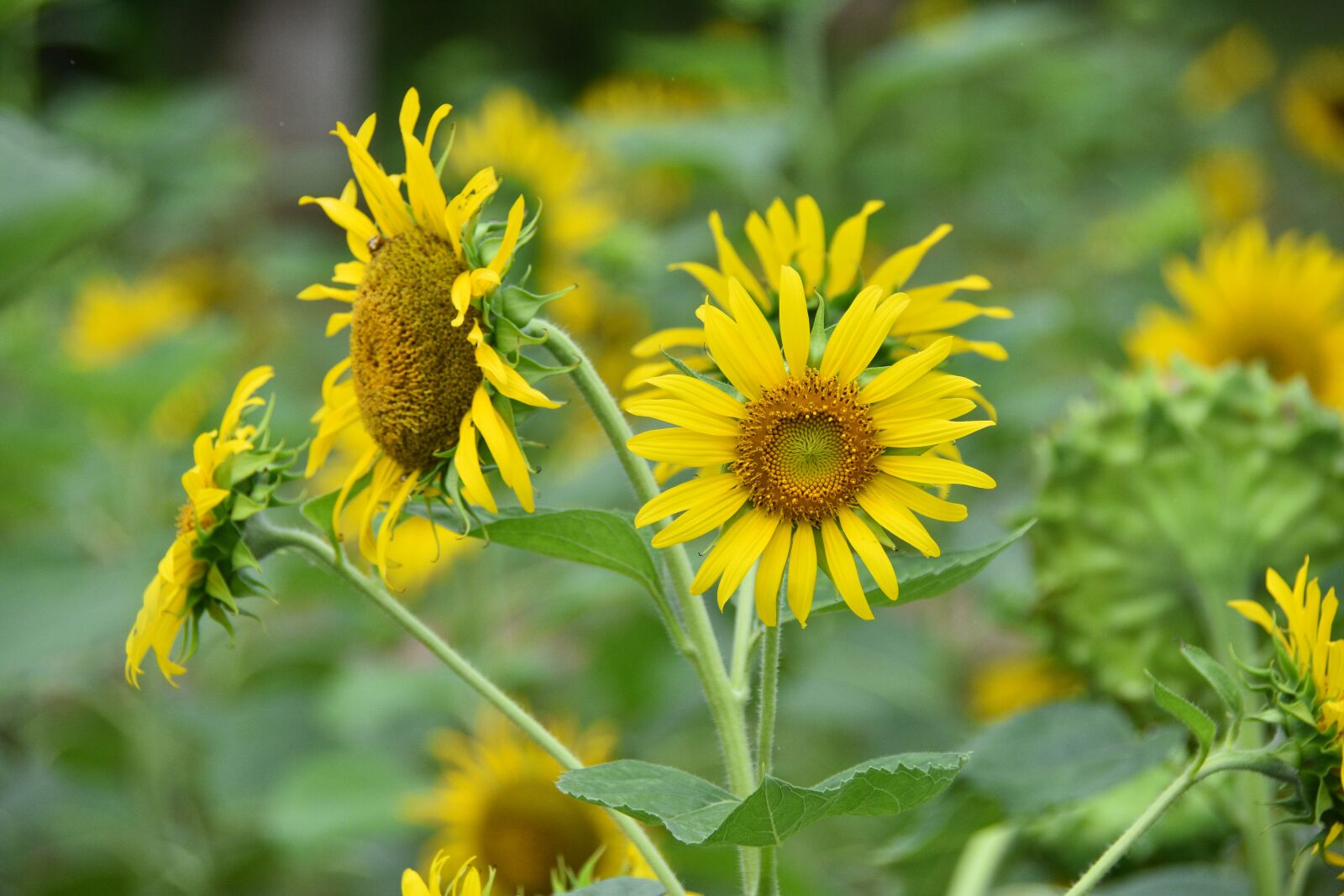 Nikon D7200 sample photo. Sunflowers, yellow, blooming photography