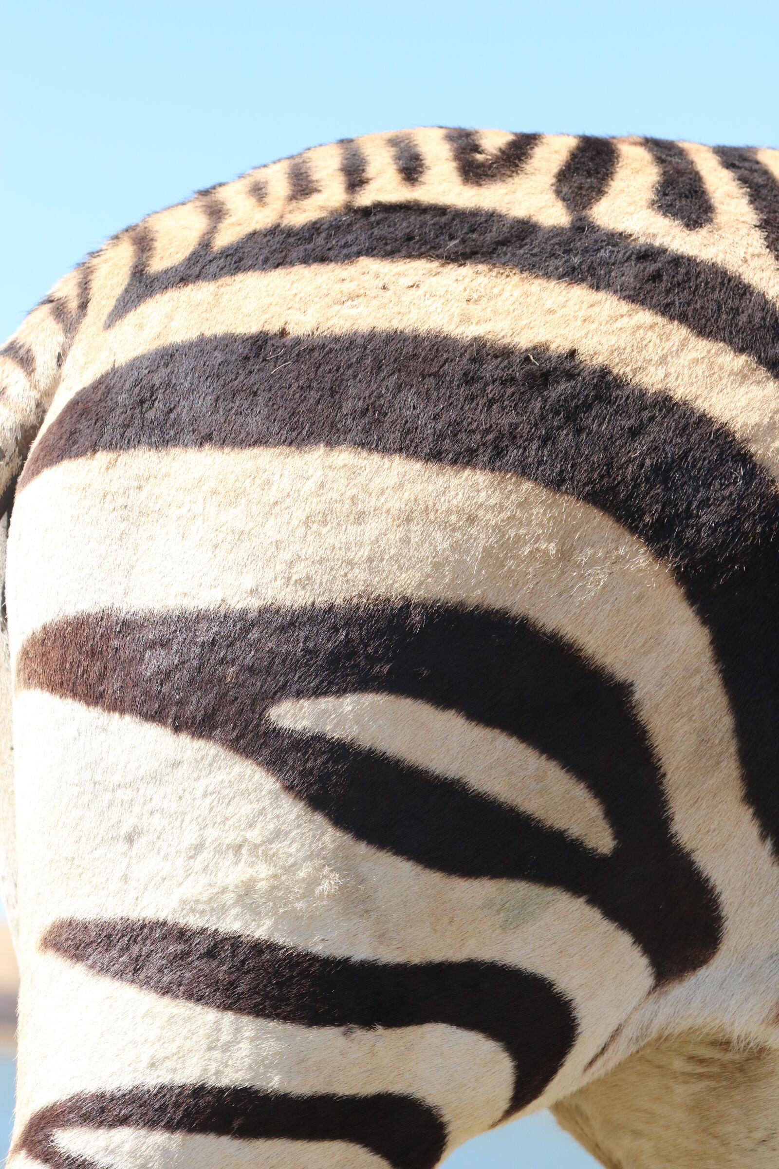 Canon EF 70-300mm F4-5.6L IS USM sample photo. Zebra, hartmann's, nature photography