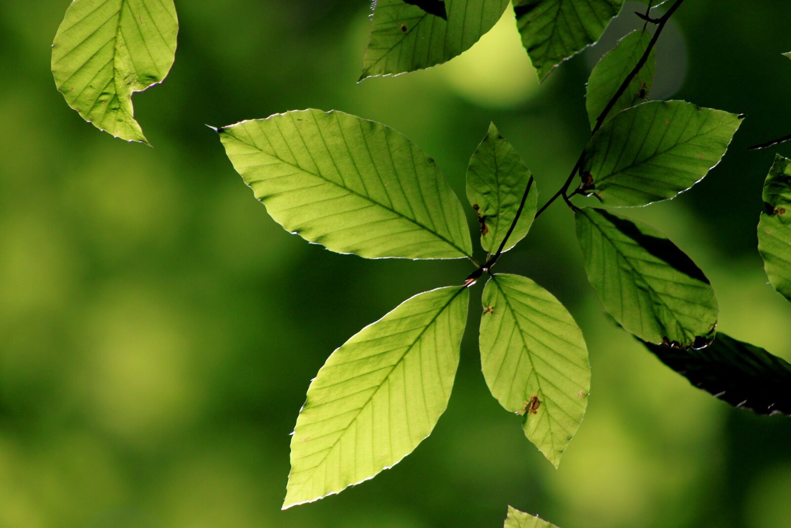 Canon EOS 500D (EOS Rebel T1i / EOS Kiss X3) sample photo. Leaves, reverse light, green photography