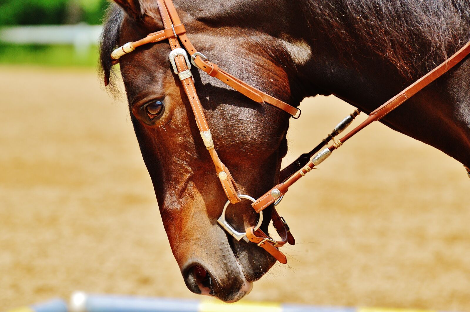 Nikon D3200 sample photo. Horse, coupling, stallion photography