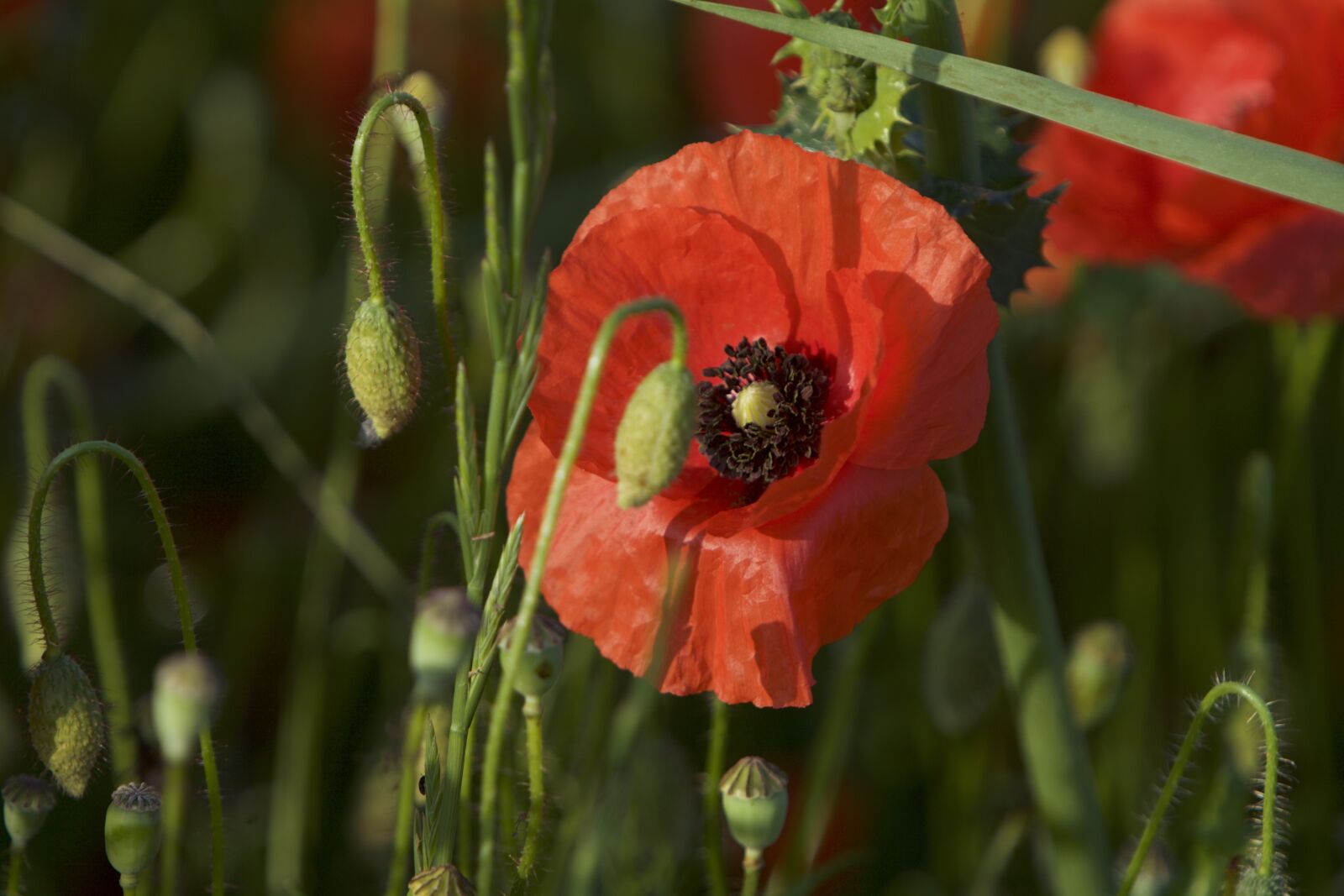 Canon EOS 5D Mark II sample photo. Poppy, june, the abbey photography
