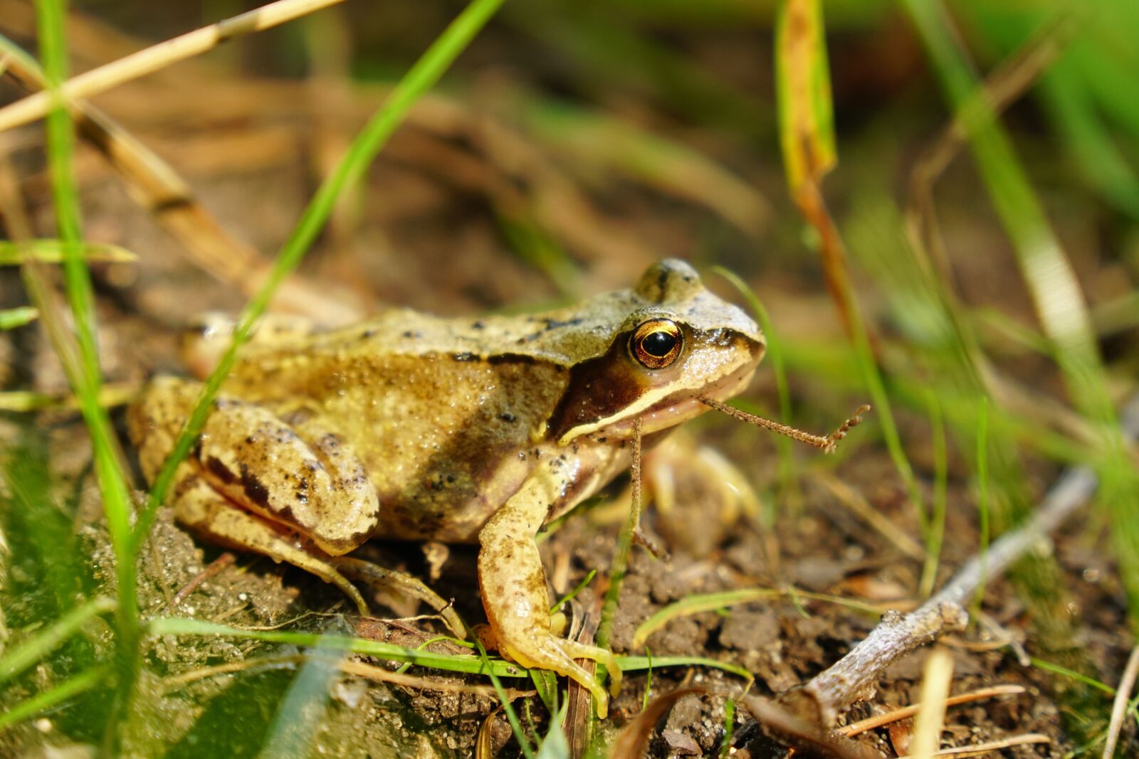 Sony a6300 + Sony Vario-Tessar T* E 16-70mm F4 ZA OSS sample photo. Frog, grass, green photography