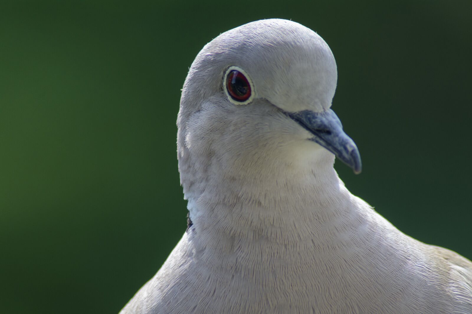 Nikon D7100 sample photo. Dove, collared, portrait photography