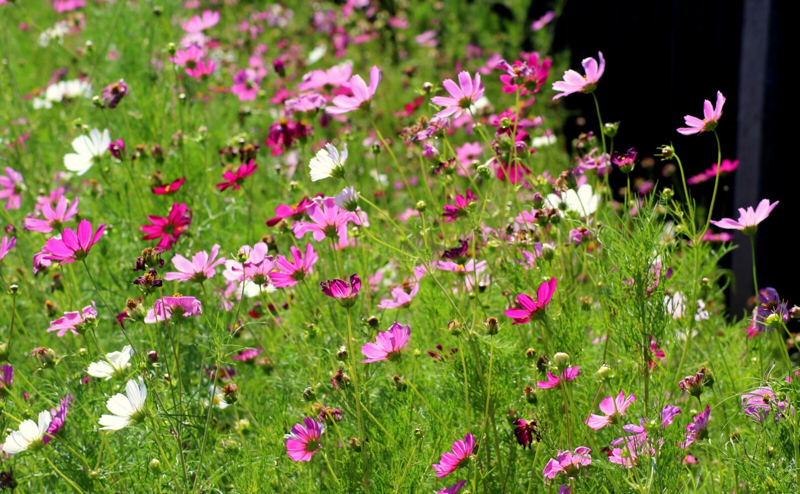 Canon EOS 1200D (EOS Rebel T5 / EOS Kiss X70 / EOS Hi) sample photo. Flowers, violet, cosmosy photography