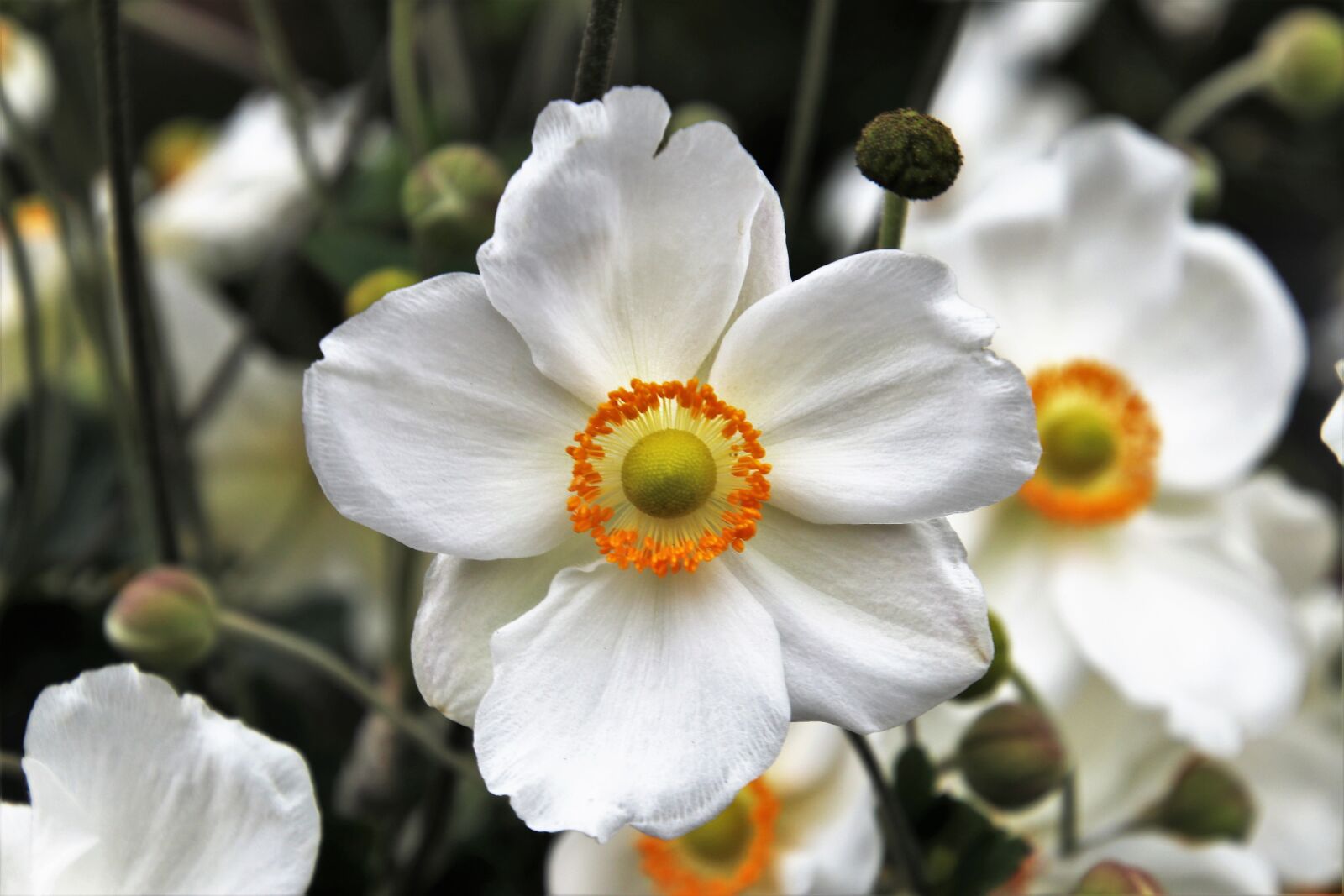 Canon EOS 80D sample photo. Autumn, flower, white photography