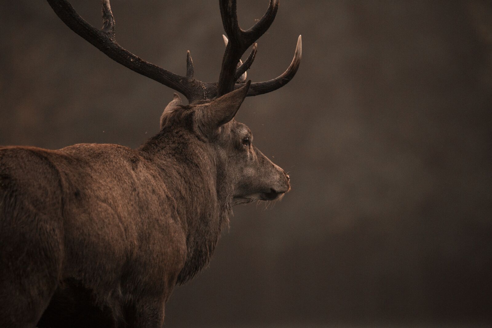 Canon EF 100-400mm F4.5-5.6L IS USM sample photo. Red deer, stag, nature photography