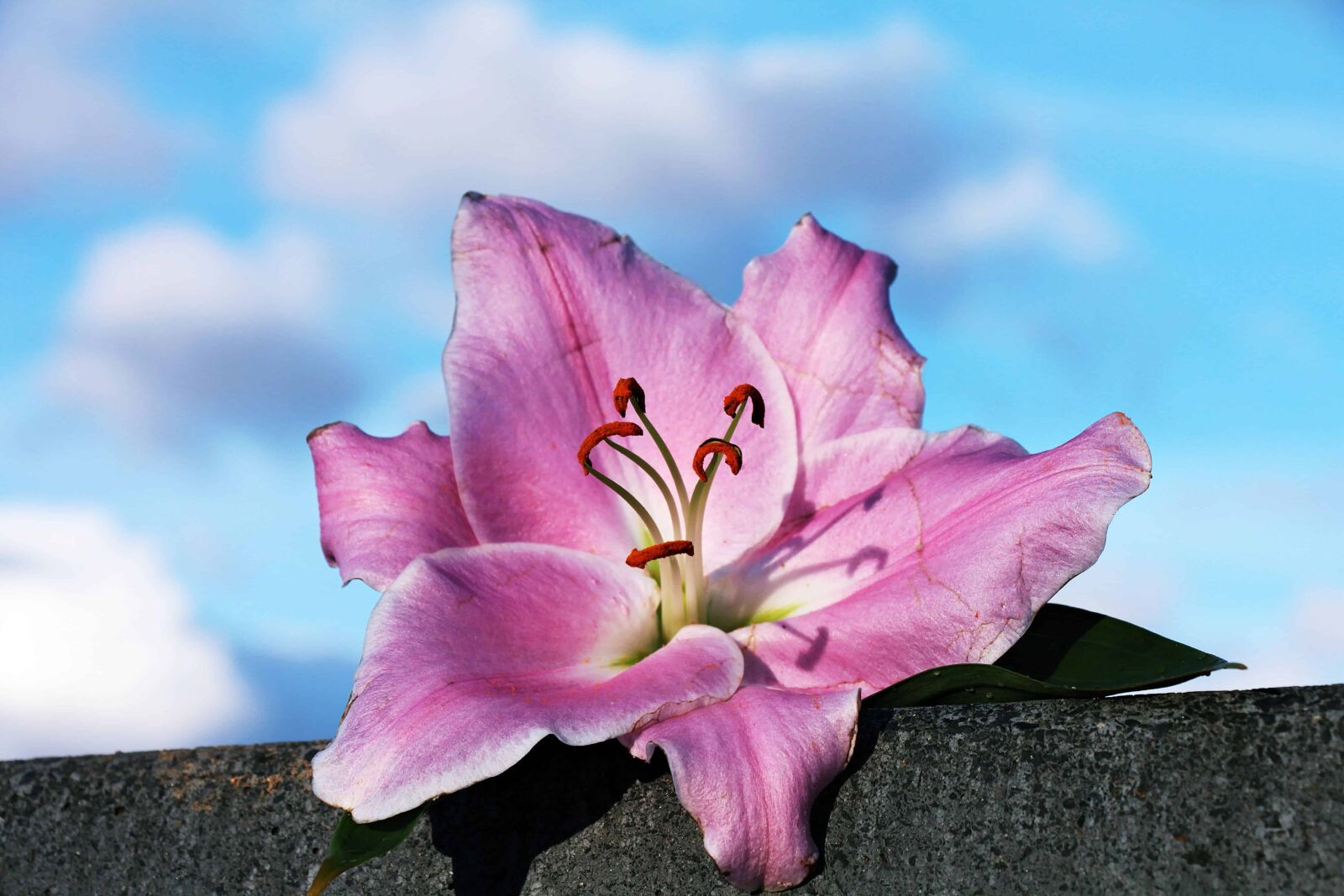 Canon EOS 550D (EOS Rebel T2i / EOS Kiss X4) sample photo. Pink flower, pistil, nature photography